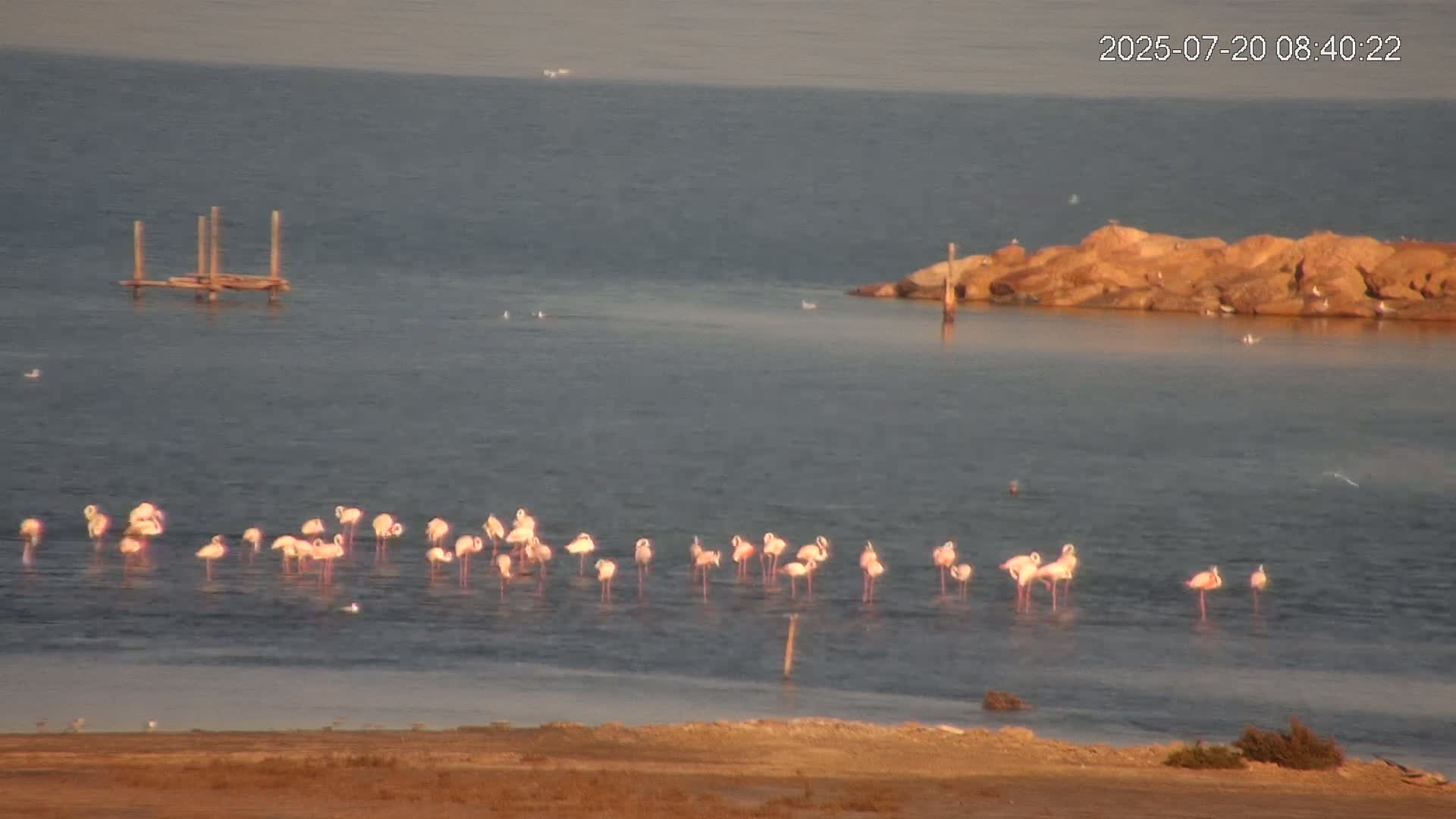 Laguna Salada de La Mata Lagoon Lake & -Parque Natural Lagunas de La Mata y Torrevieja Natural Park Live Cam - Torrevieja, Alicante, Valencia, Spain 