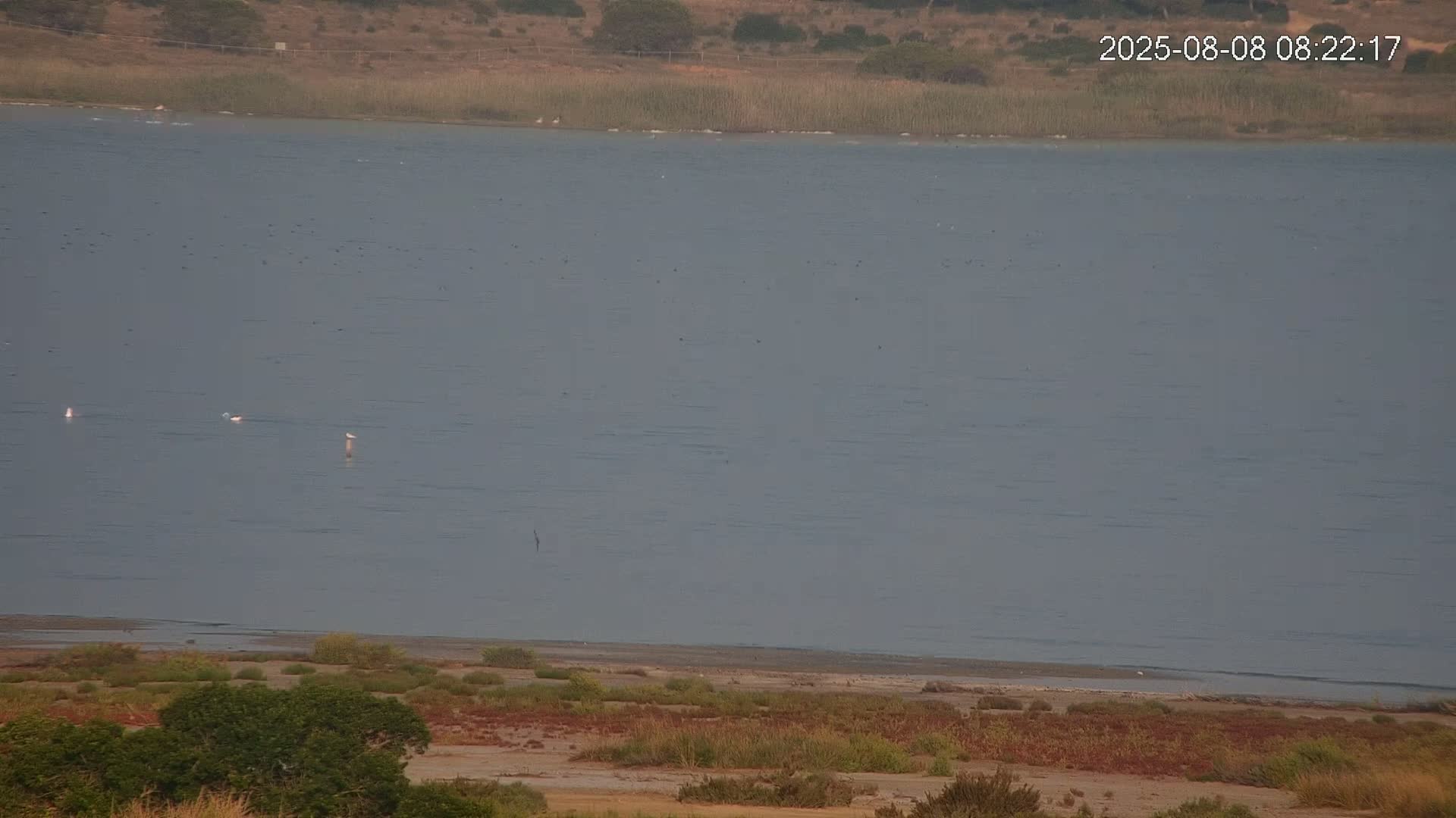 Laguna Salada de La Mata Lagoon Lake & -Parque Natural Lagunas de La Mata y Torrevieja Natural Park Live Cam - Torrevieja, Alicante, Valencia, Spain 