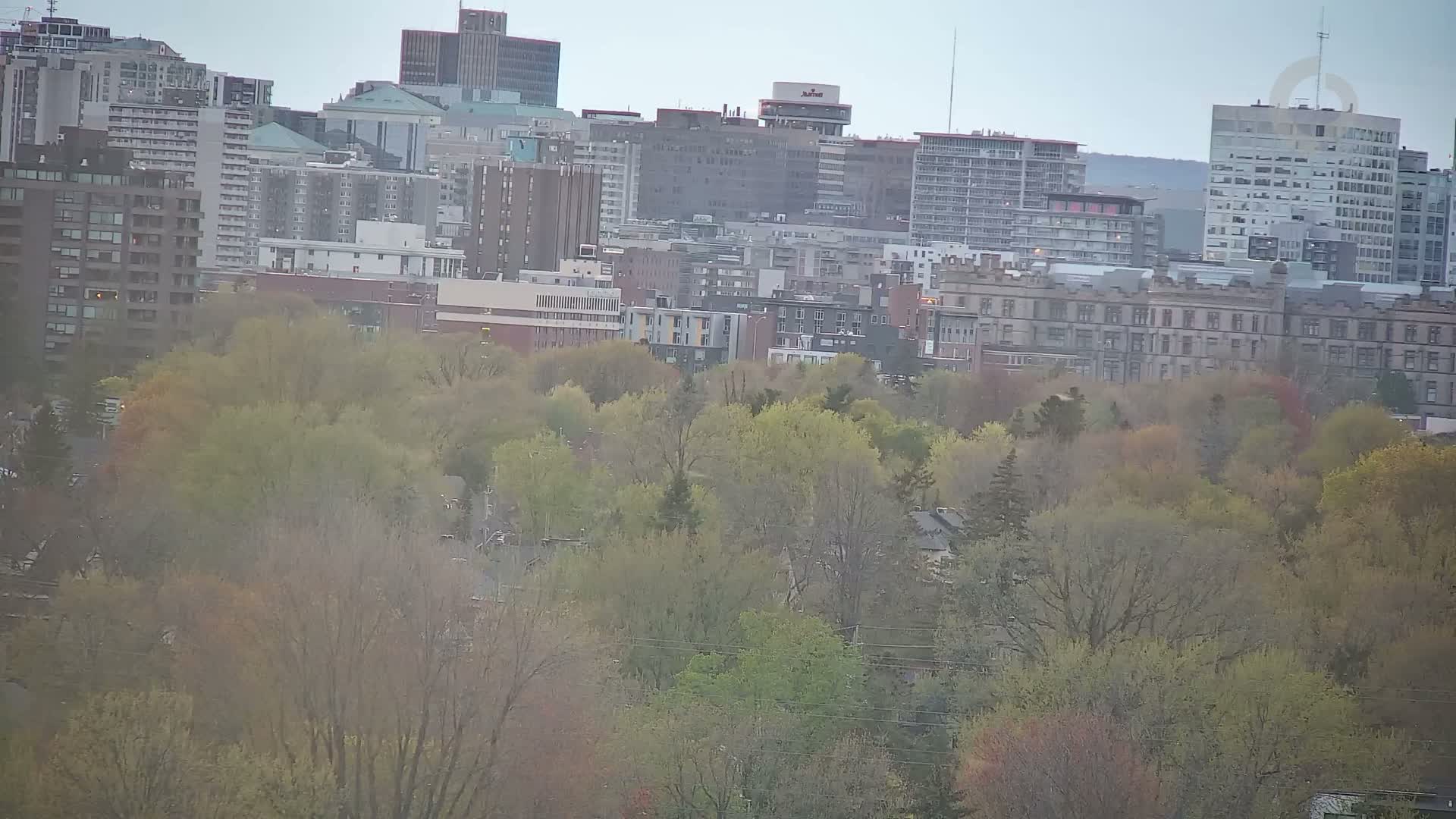 A cityscape of multi-story buildings is partially obscured by a dense layer of trees in various shades of green.