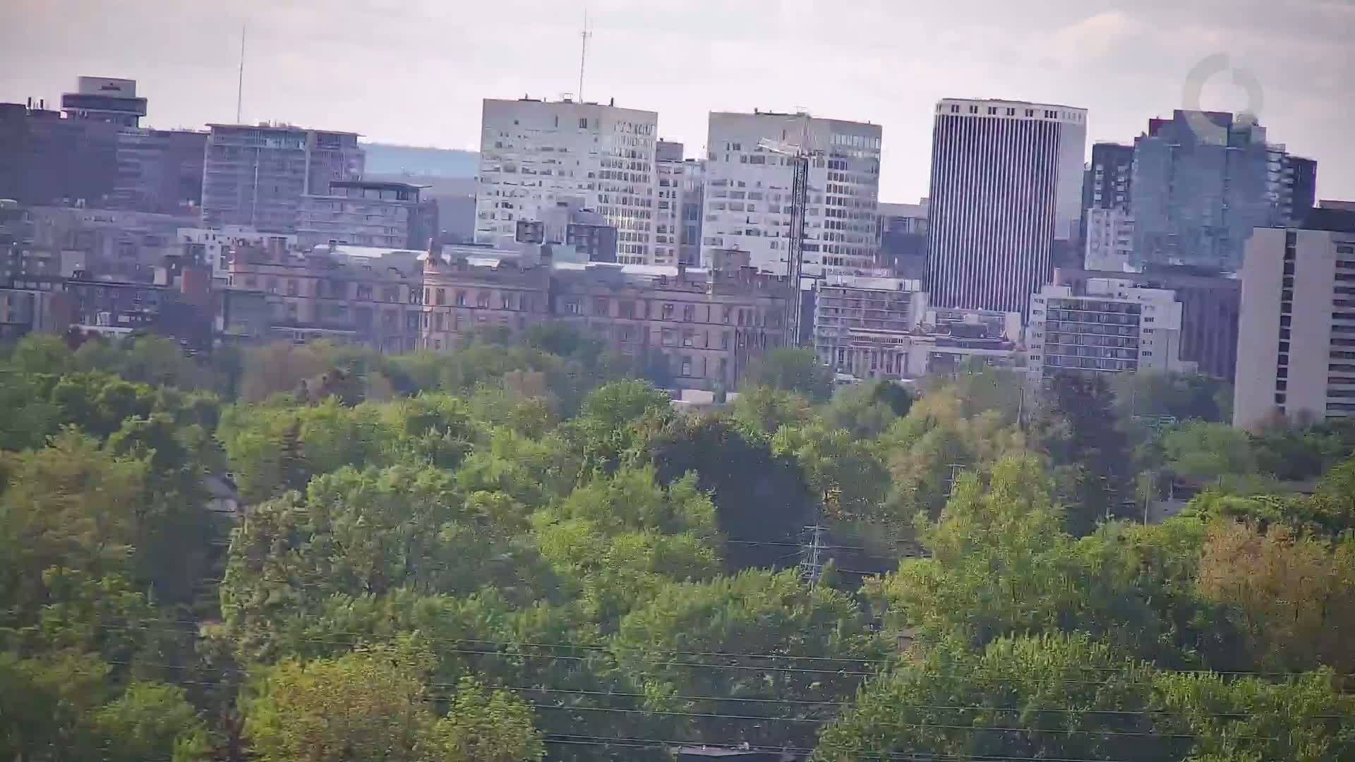 A cityscape of several multi-story buildings is partially obscured by a dense, leafy green canopy under a hazy, overcast sky.
