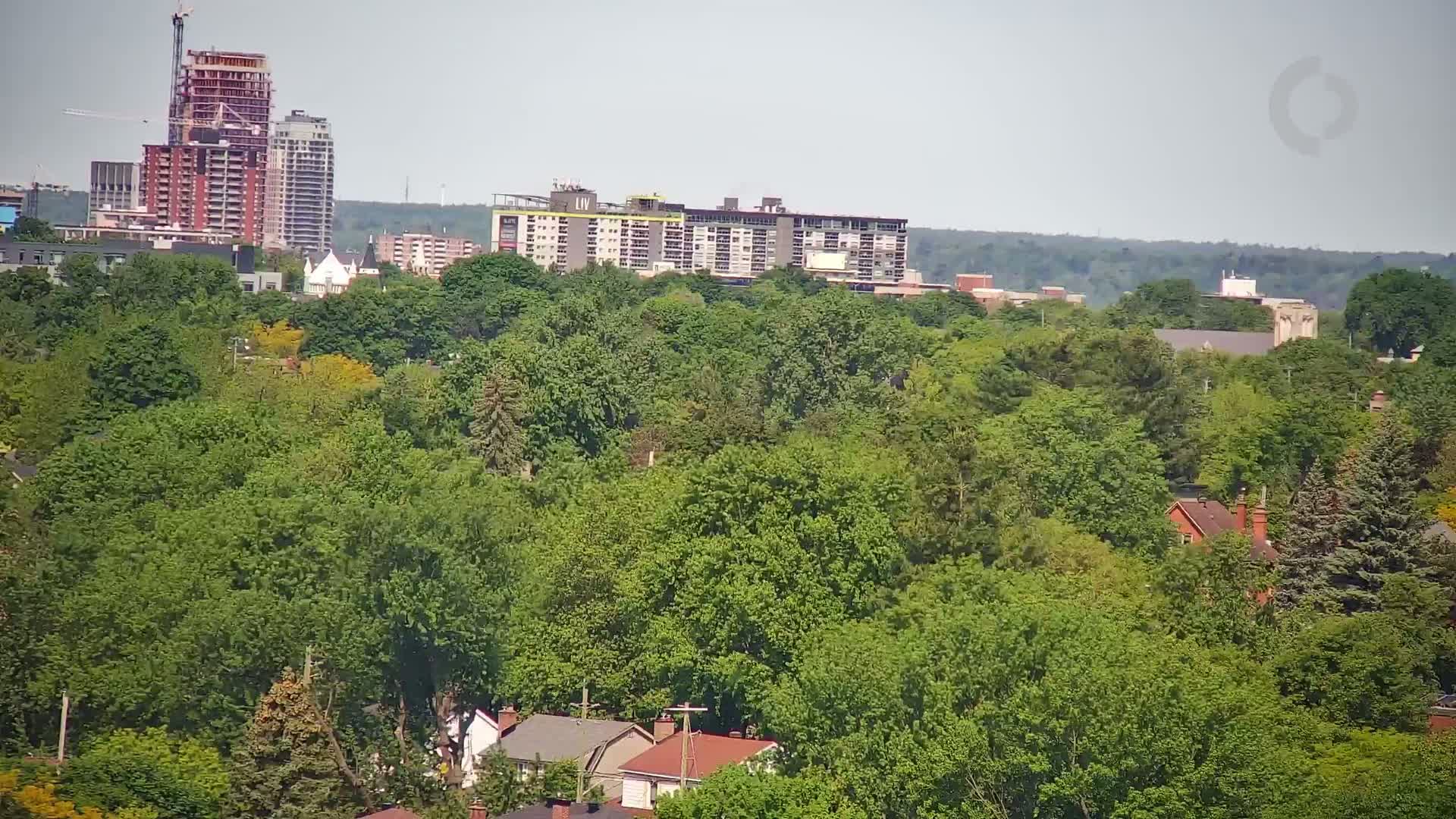 A dense, leafy green canopy of trees covers a suburban area with houses visible beneath, and several apartment buildings and a high-rise under construction stand in the distance on a hazy day.