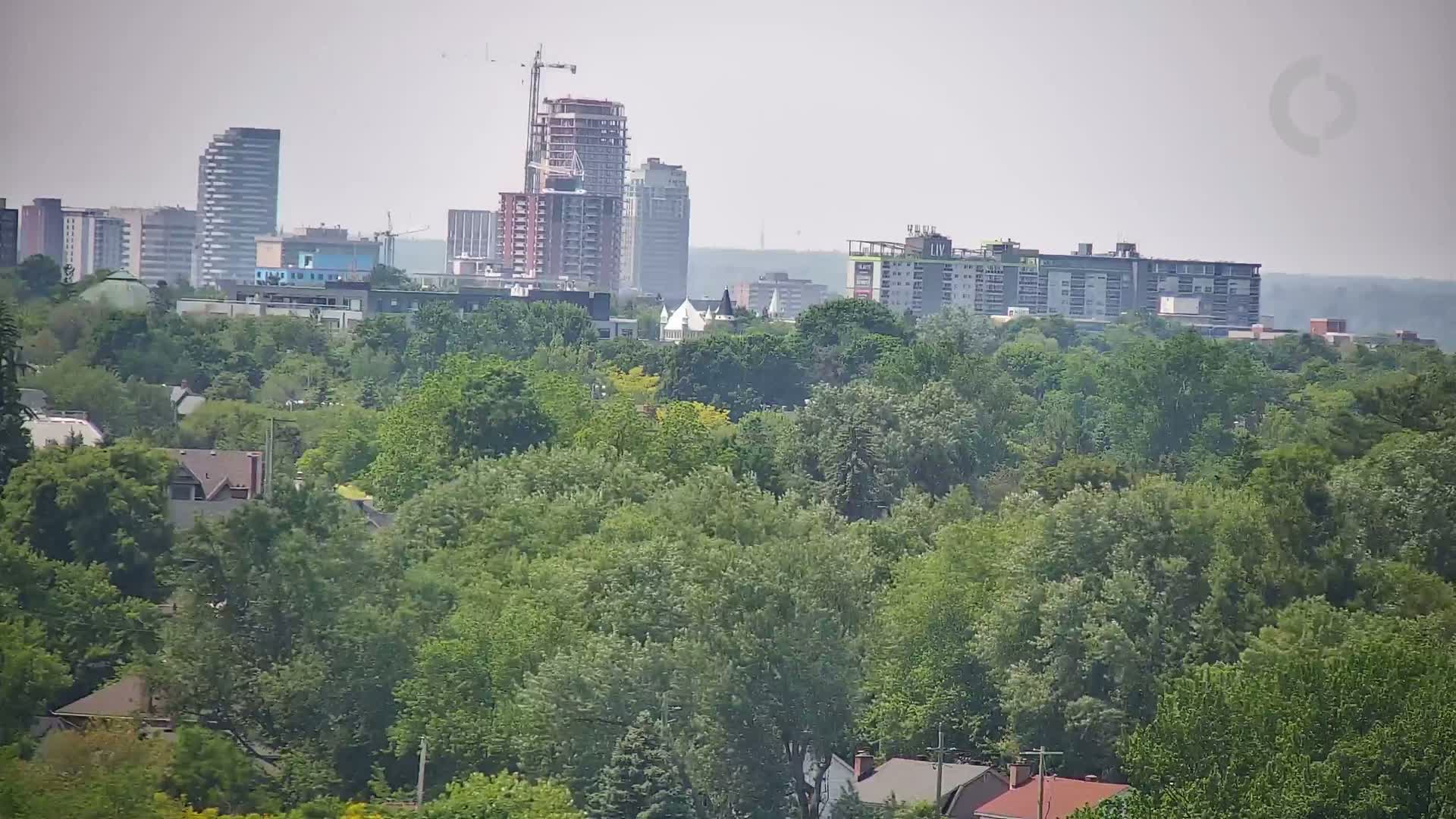 A hazy view shows a city skyline of high-rise buildings partially obscured by a dense, green, leafy canopy.