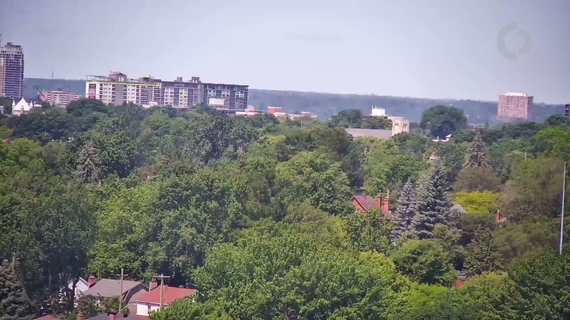 A dense, green canopy of trees covers a hillside, with residential rooftops peeking through, and apartment buildings visible in the distance under a hazy sky.