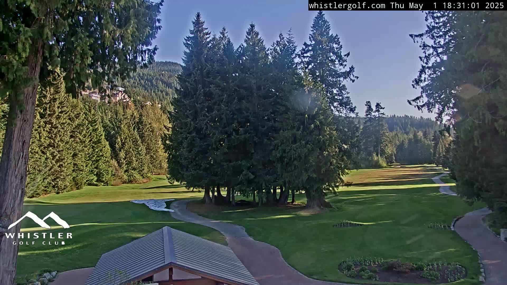 A sunny view of a golf course, nestled among tall evergreen trees and a mountain backdrop.