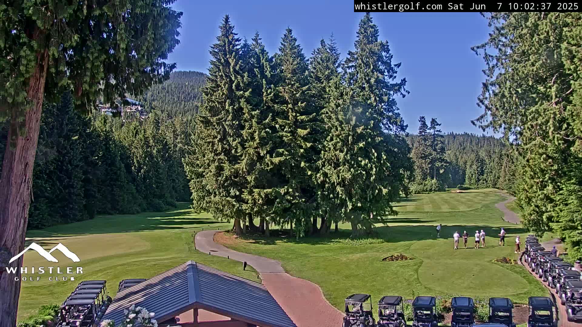 A sunny golf course with several golfers on the green, surrounded by tall evergreen trees and golf carts parked nearby.