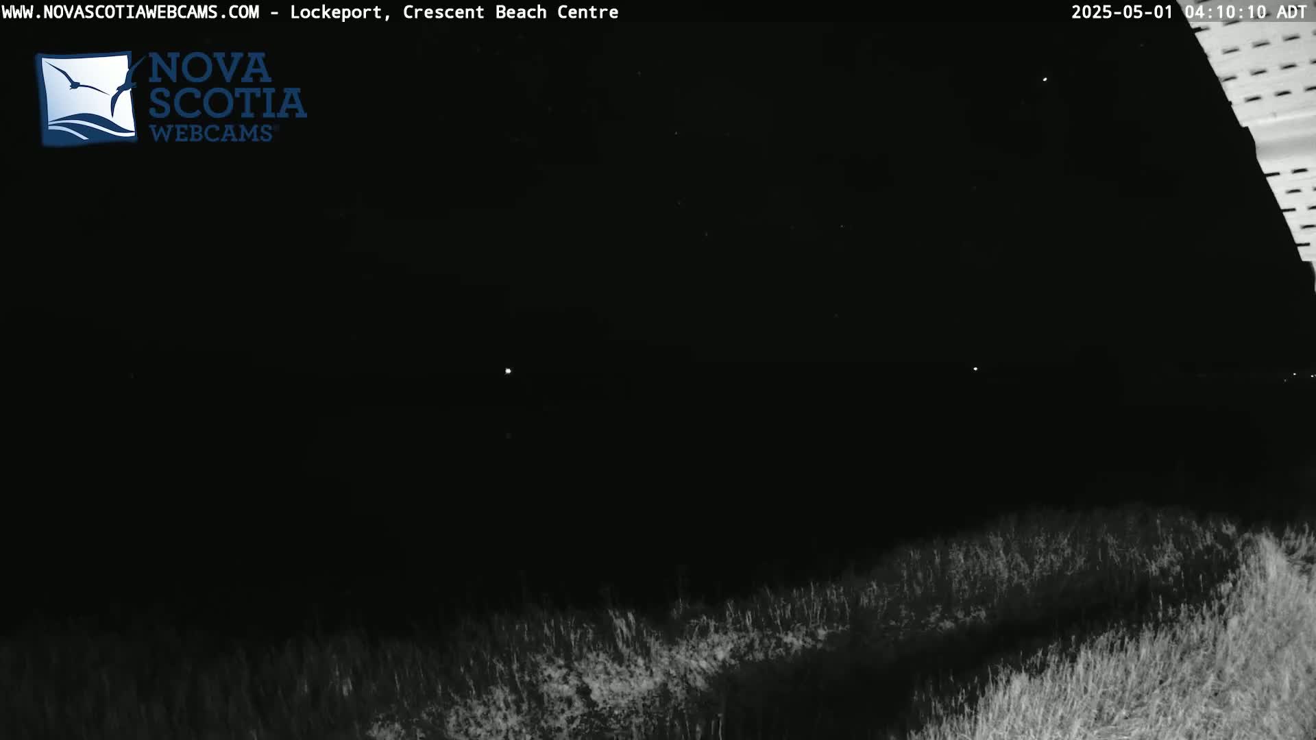 A nighttime view of dark vegetation under a clear, dark sky.