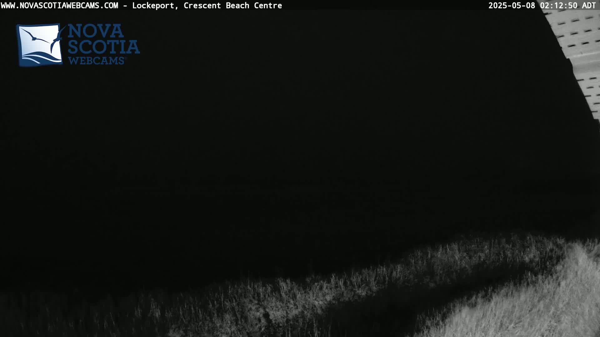 A nighttime, dark view shows a field of low-lying vegetation under a black sky.