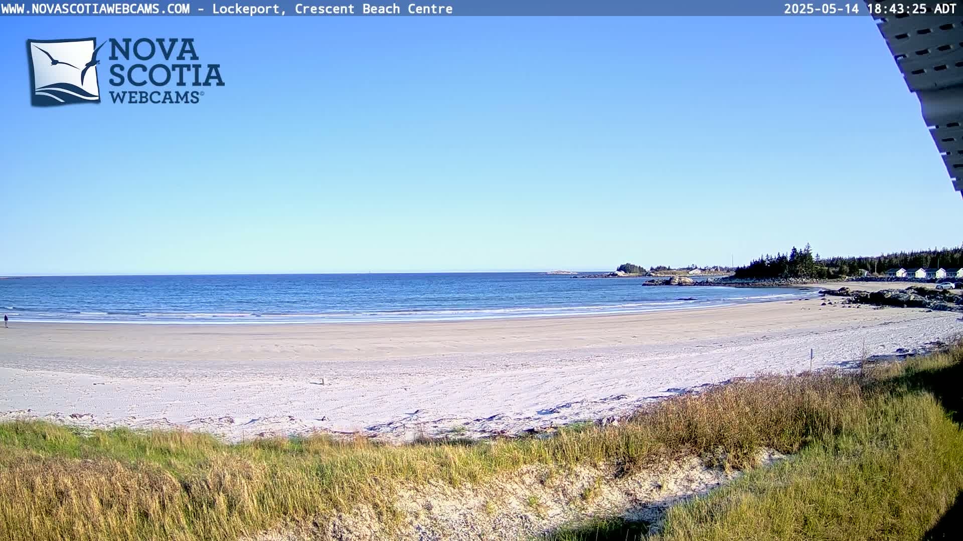 A sandy beach stretches out to a calm ocean under a clear blue sky, viewed from behind a line of tall grass.