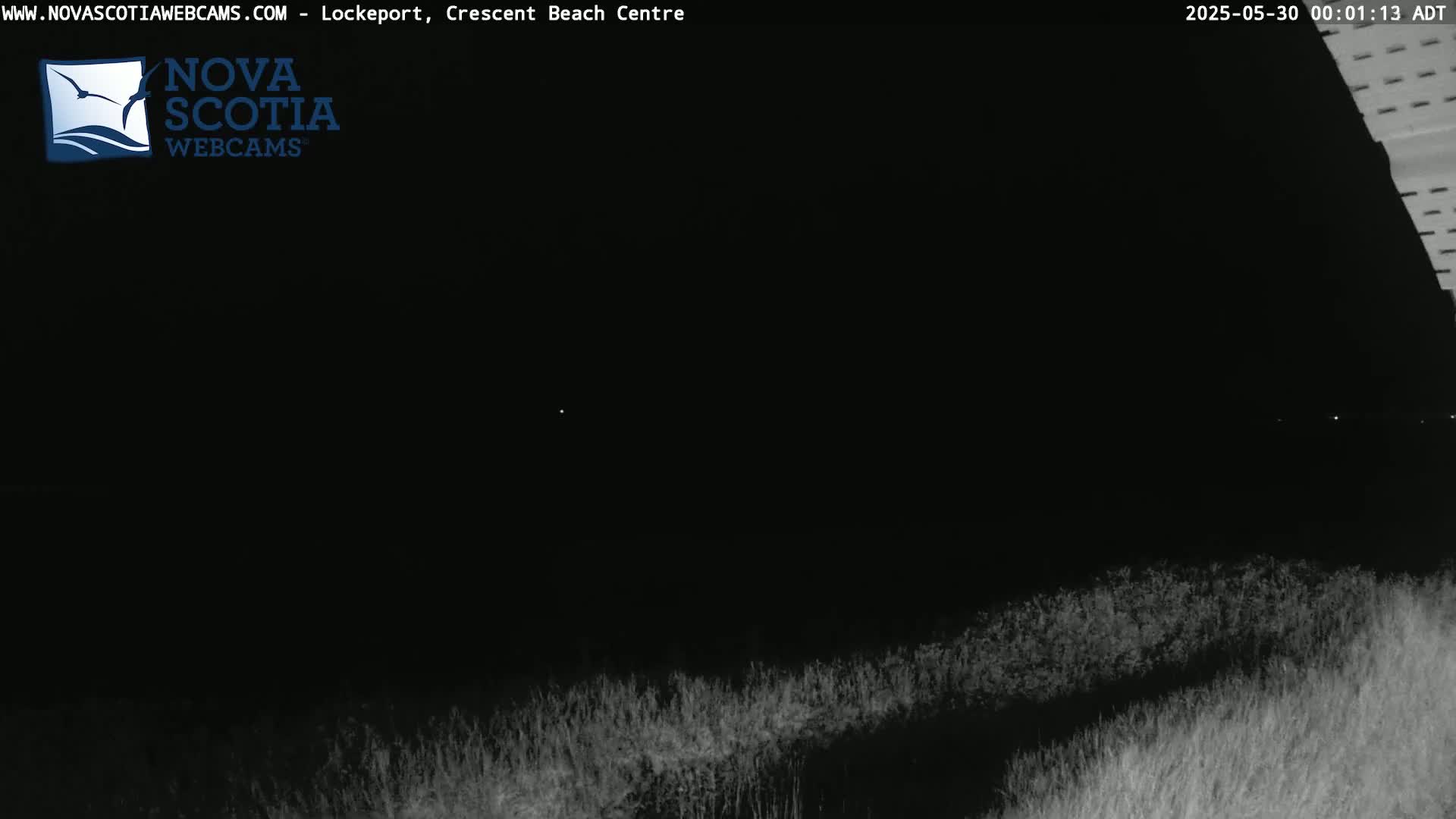 A nighttime, low-light view of vegetation, possibly near a beach, under a dark sky.