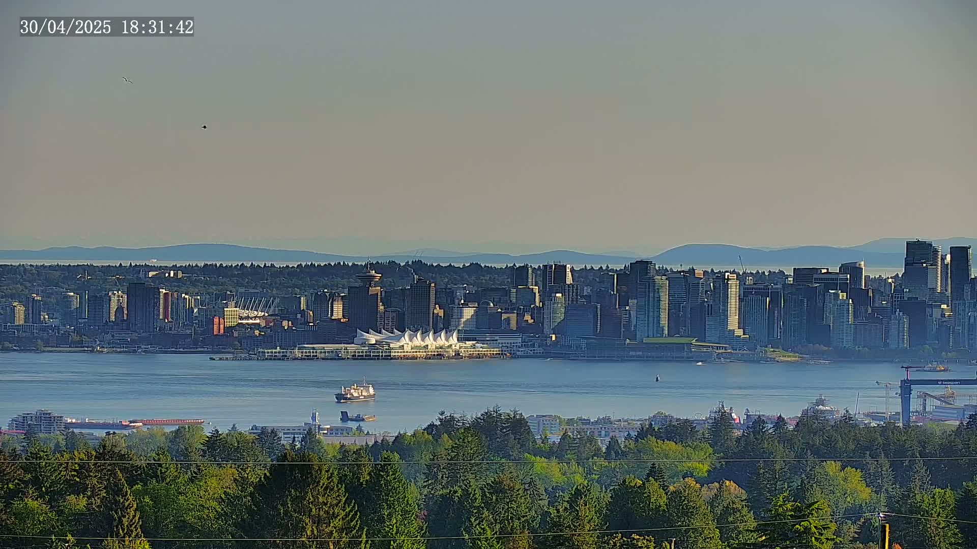 A hazy, distant view of a city skyline across a body of water, seen from a vantage point above a line of evergreen trees.