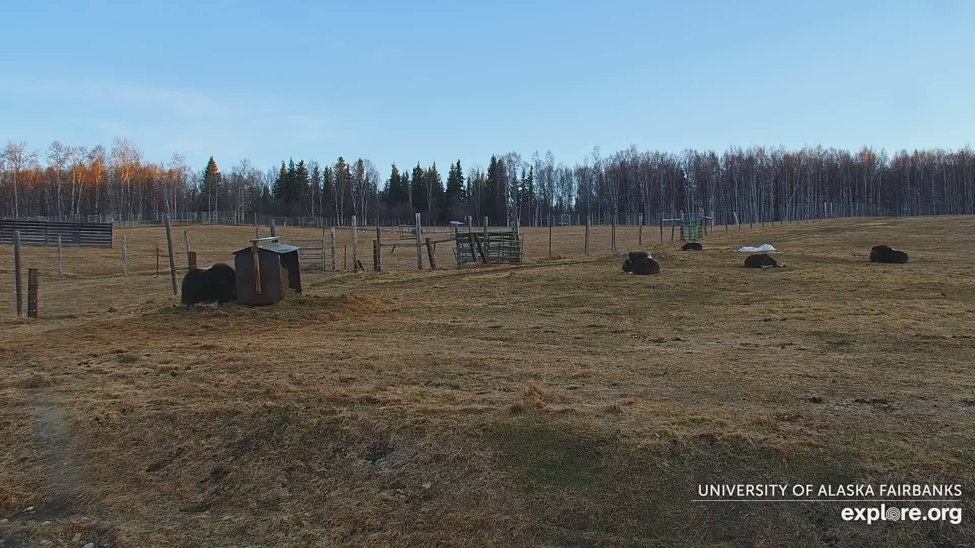 Several musk oxen are resting in a fenced enclosure in a dry, grassy field under a clear blue sky.