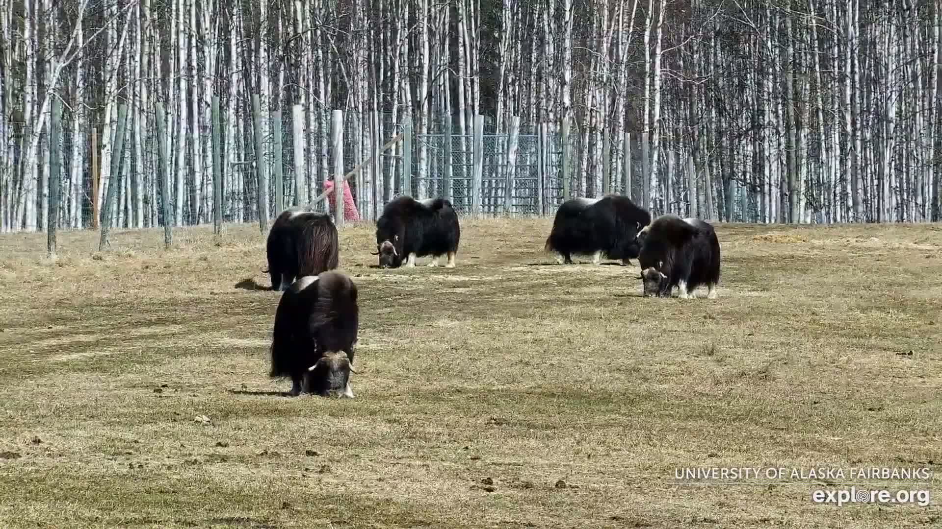 Five musk oxen graze in a fenced pasture on a sunny day, with a birch forest in the background.