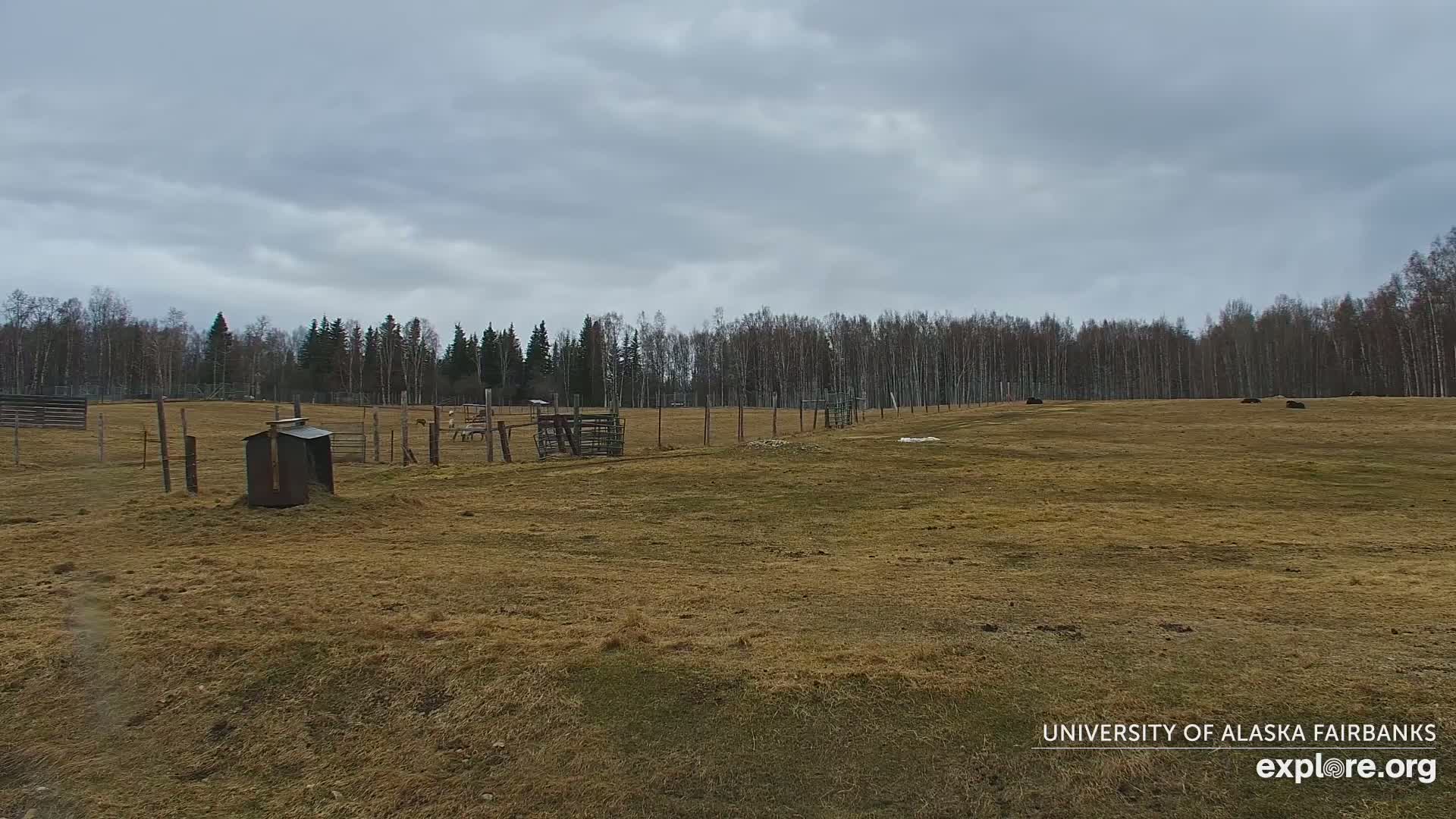 A large, mostly barren field with some animals and simple structures is enclosed by a fence, all under an overcast sky.