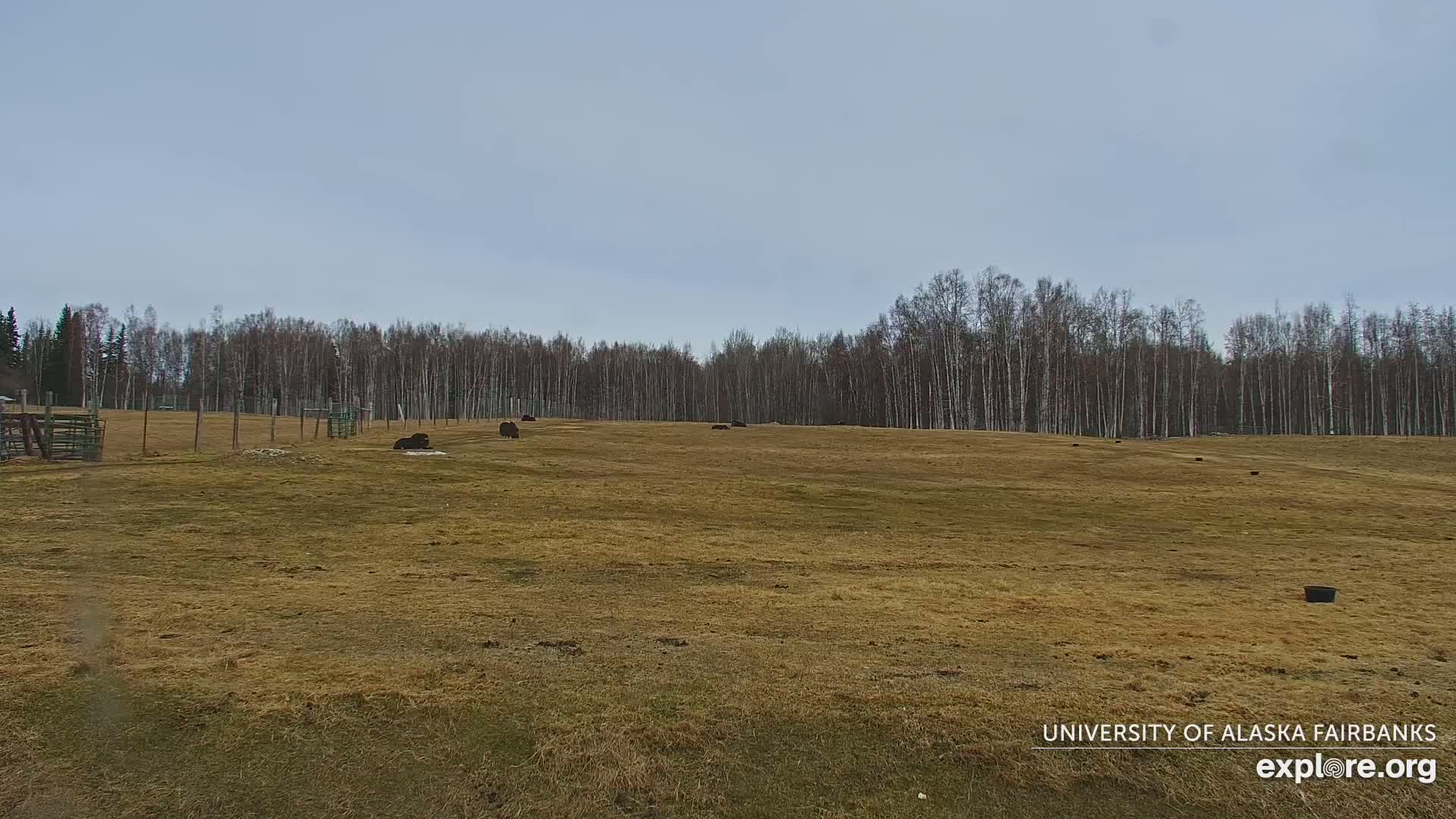 Several dark-colored animals are resting in a dry, brown field bordered by a line of leafless trees under a pale gray sky.