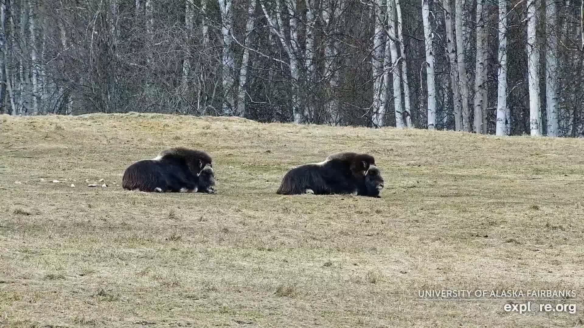 Two musk oxen lie resting in a dry, grassy field, backed by a stand of birch trees.
