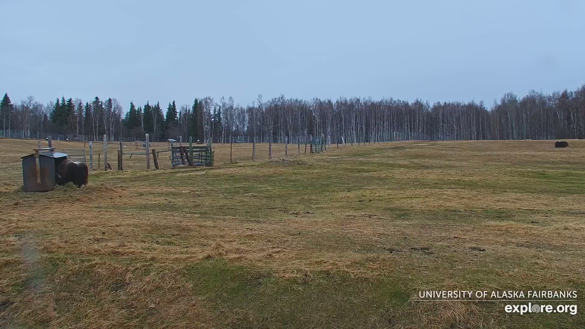 Two dark-colored animals are in a fenced enclosure, eating from a structure, in a sparsely vegetated field under a mostly clear sky,  backed by a line of trees.