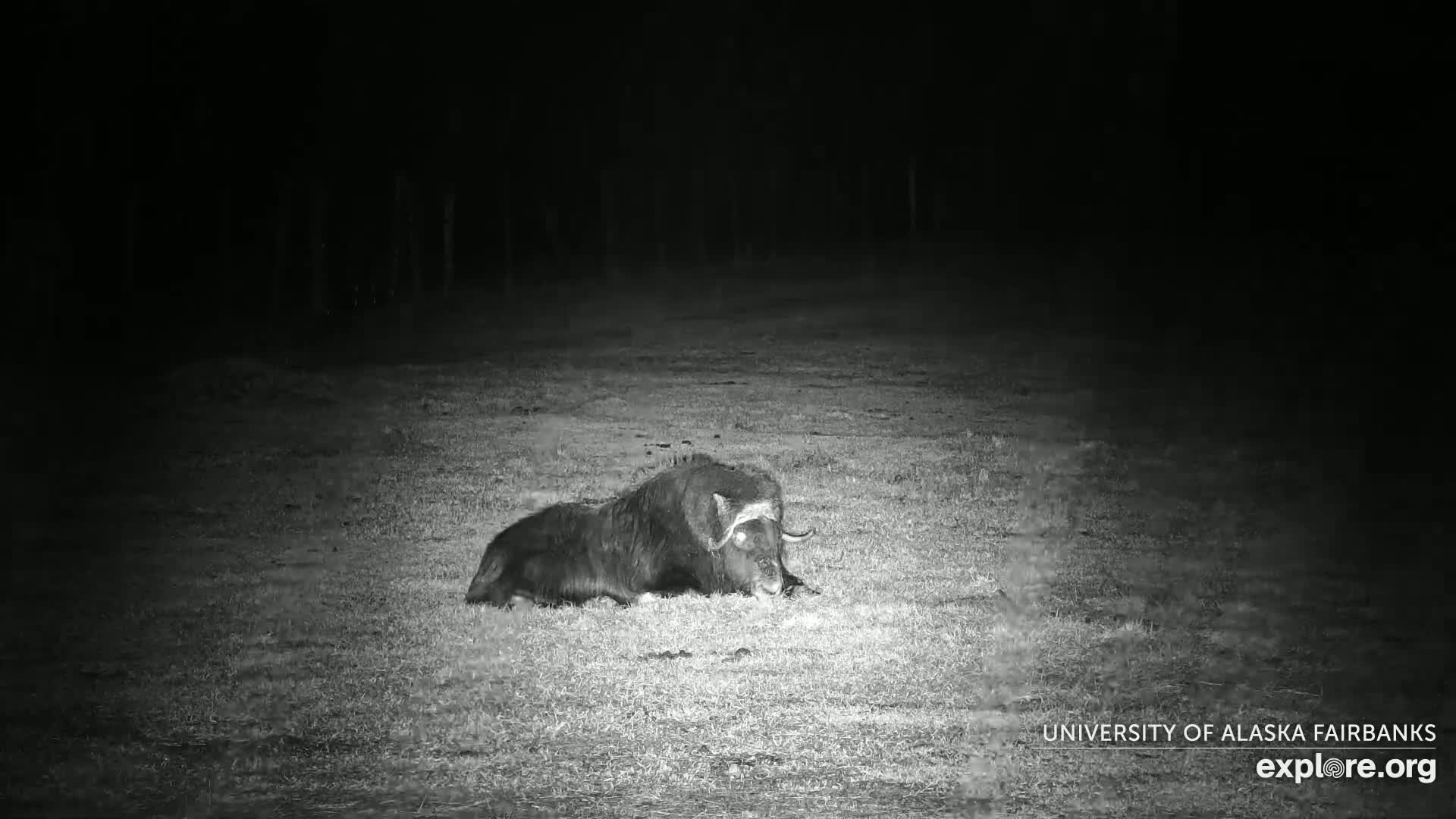 A musk ox lies in a grassy field at night.