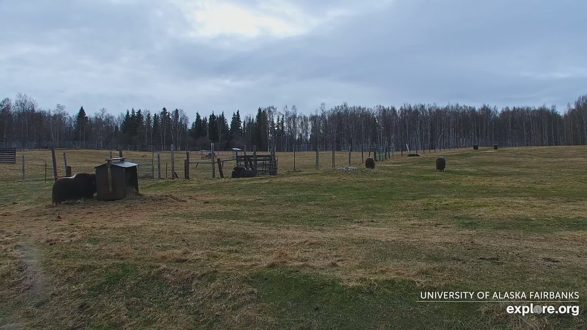 Several musk oxen graze in a fenced pasture under a cloudy sky, near a wooded area.