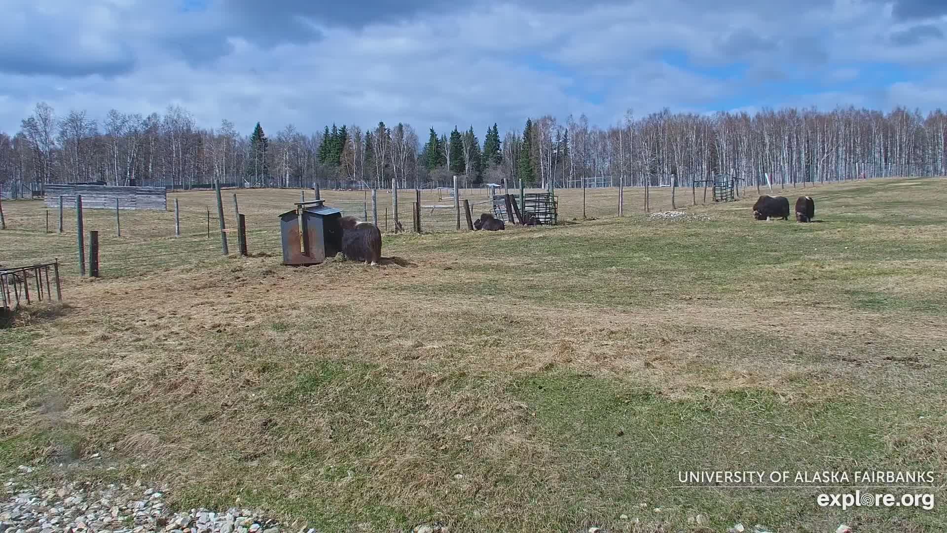 Several musk oxen are in a fenced enclosure on a partly sunny day with a mostly cloudy sky, in a field bordered by a line of trees.
