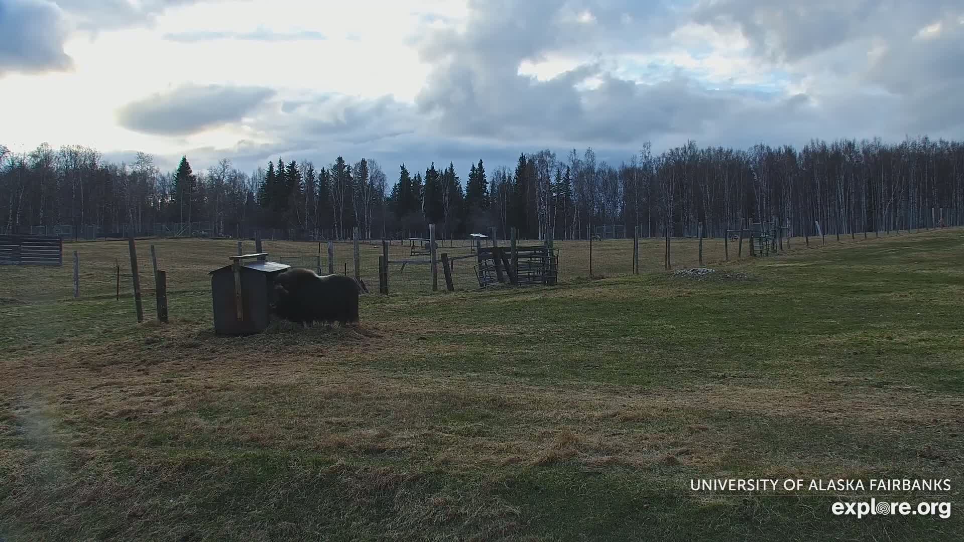 A musk ox eats from a wooden structure in a grassy enclosure under a partly cloudy sky, surrounded by a forest and various fencing.
