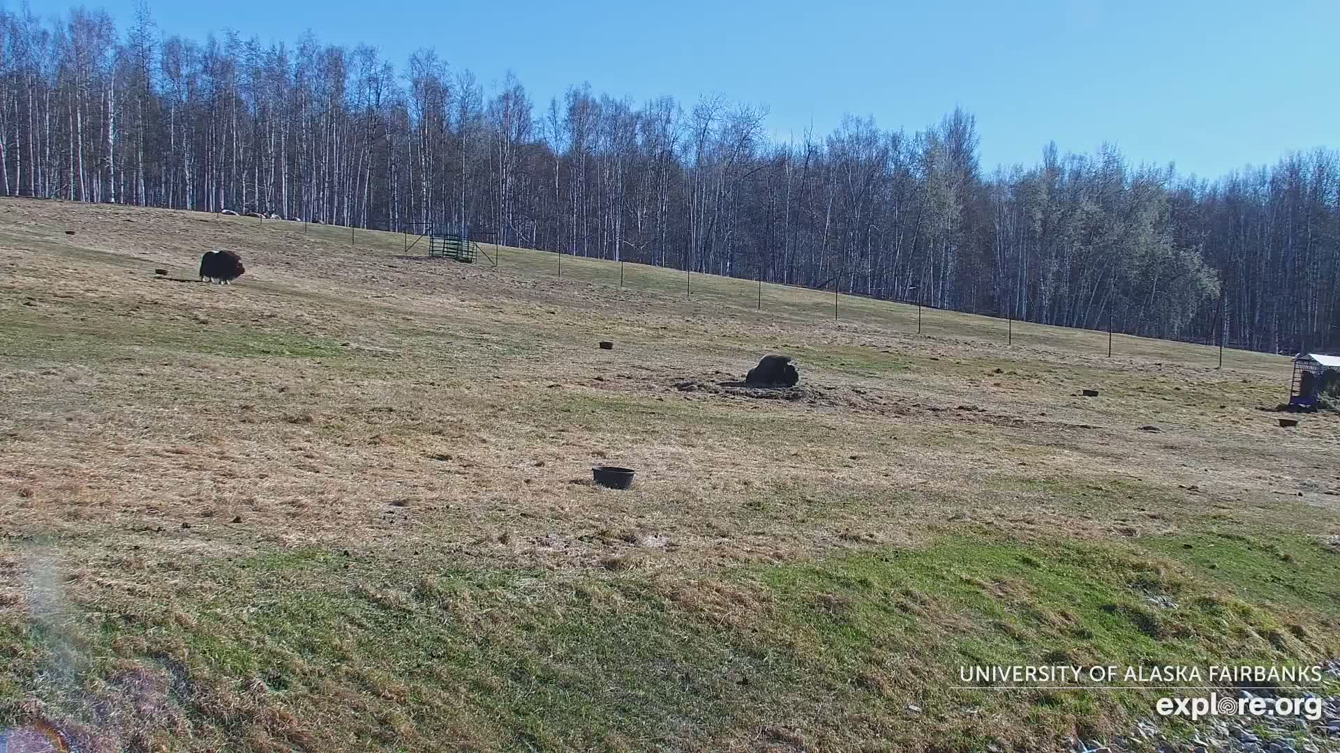 Two dark-colored animals graze on a grassy hillside under a clear blue sky, near a sparse, leafless forest.