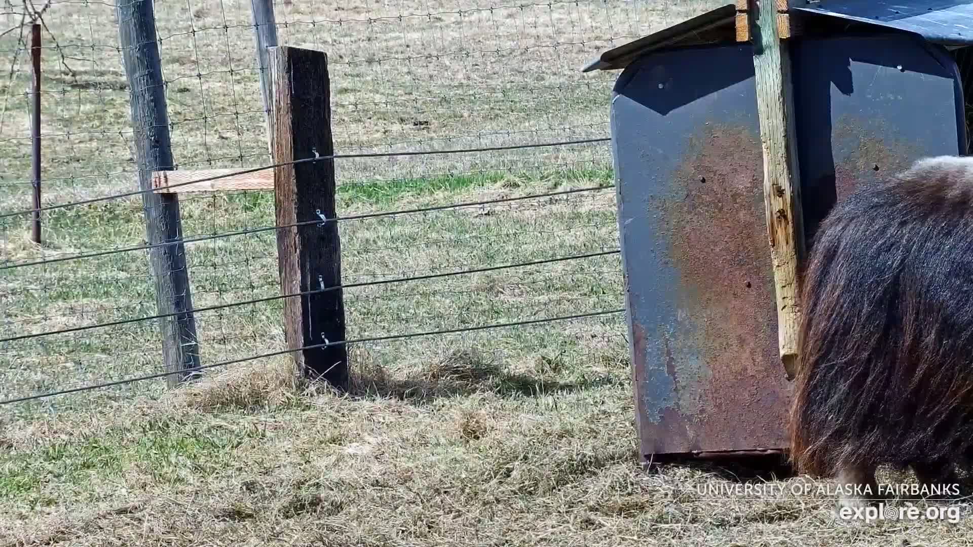 A dark-brown, long-haired animal stands behind a rusty, gray structure in a grassy field enclosed by wire fencing on a sunny day.