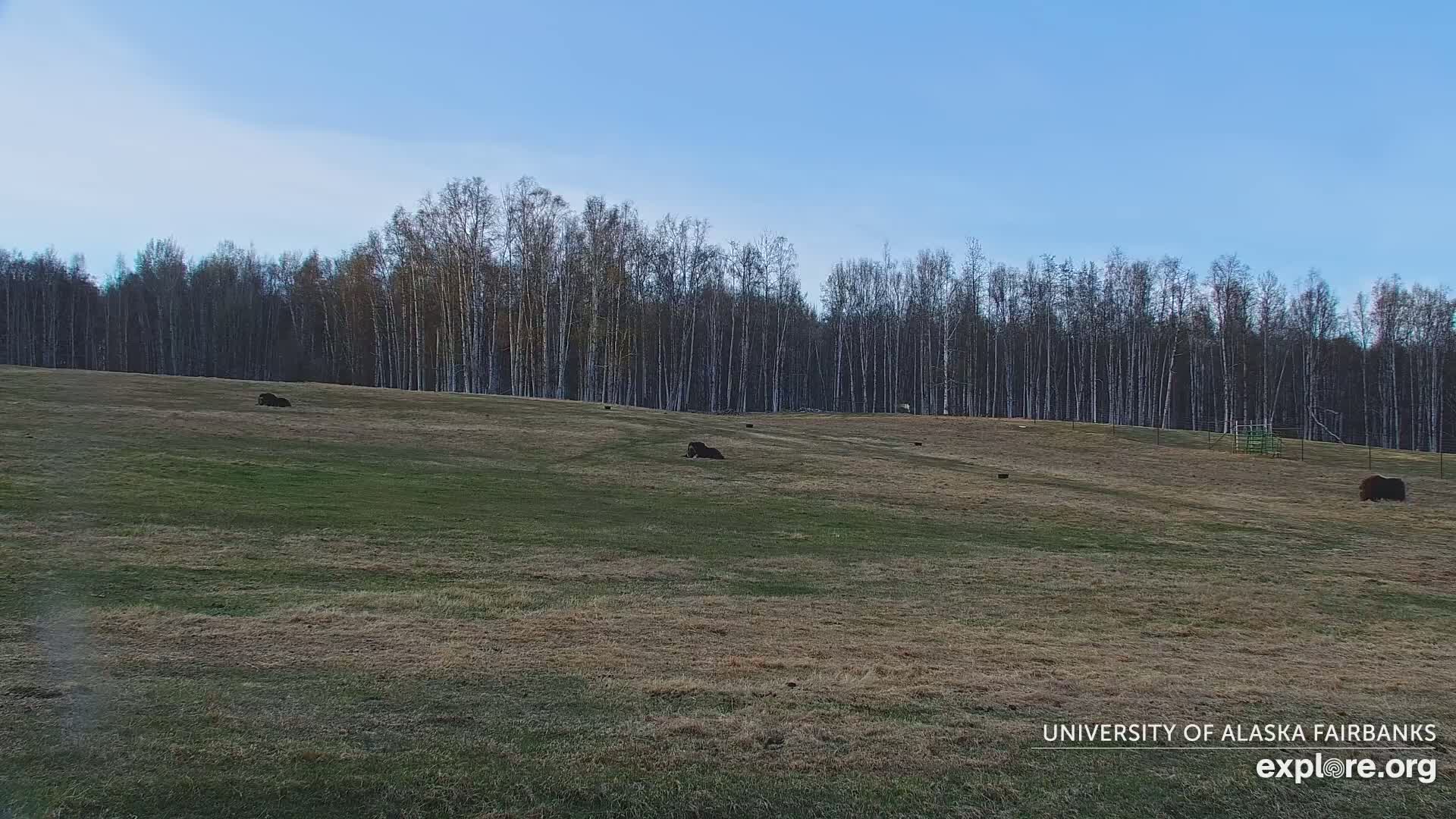 Several dark-colored animals are resting in a grassy field under a clear blue sky, with a line of leafless trees in the background.