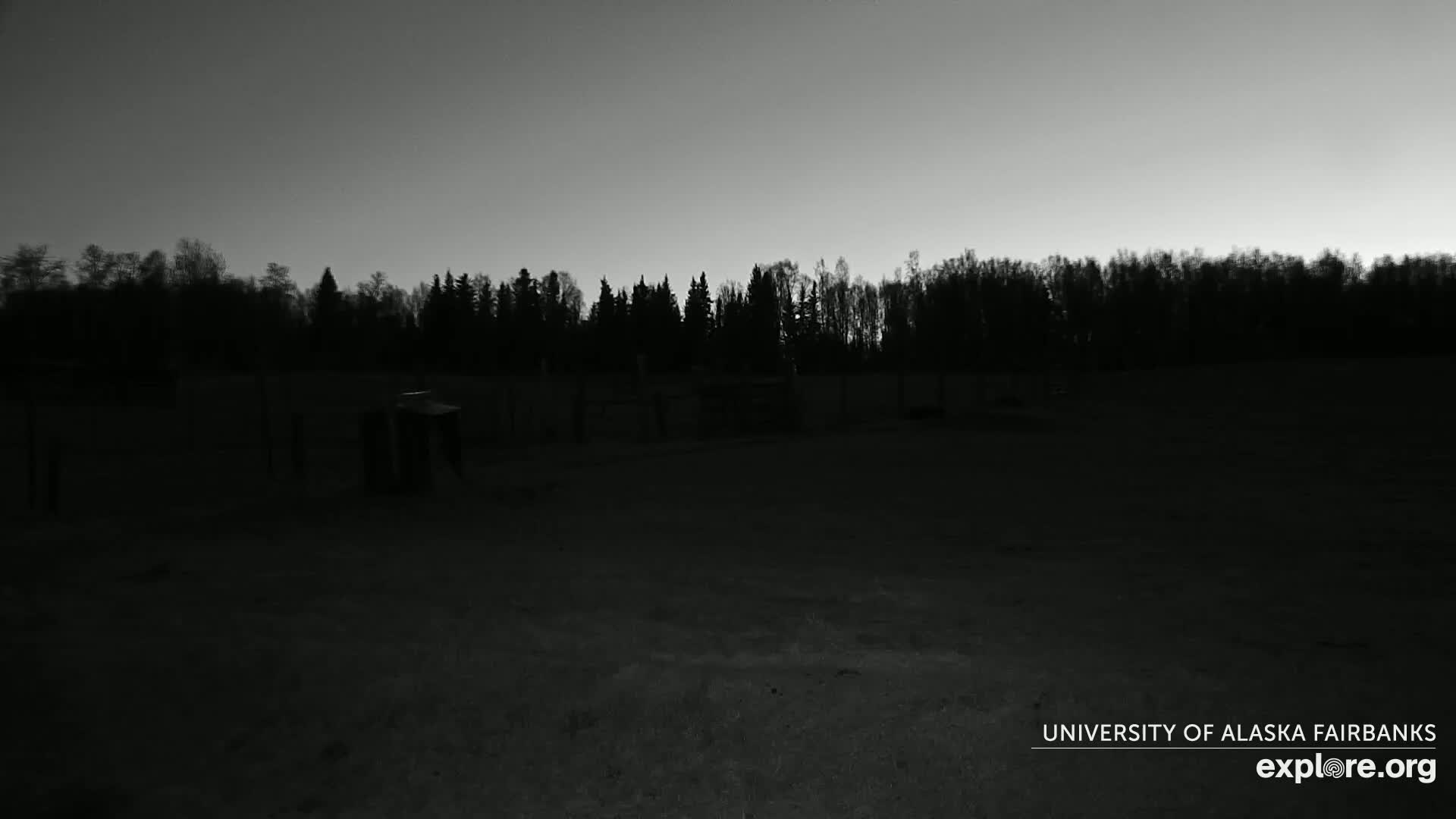 A dark, flat, grassy area is seen at twilight, with a line of silhouetted trees in the background.