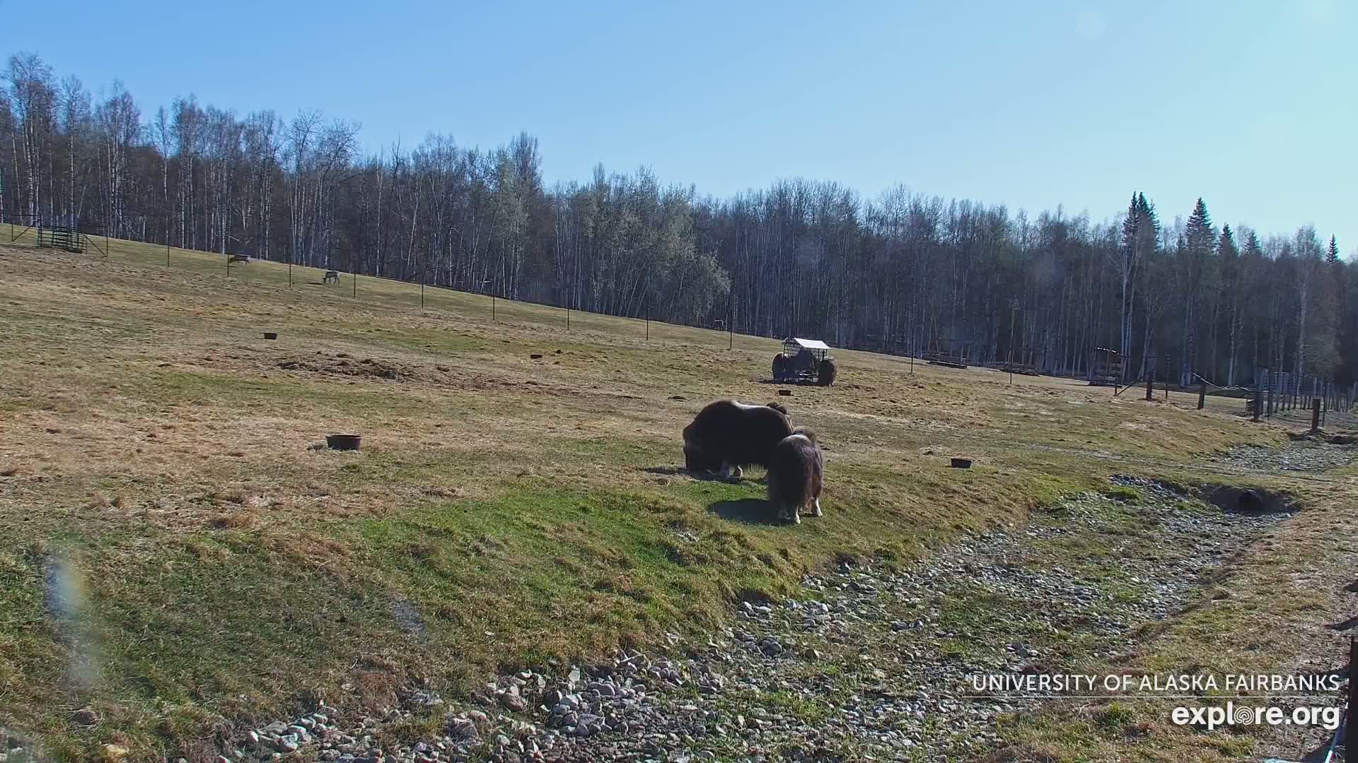 Two musk oxen graze in a grassy enclosure, under a clear blue sky, with a line of trees in the background.