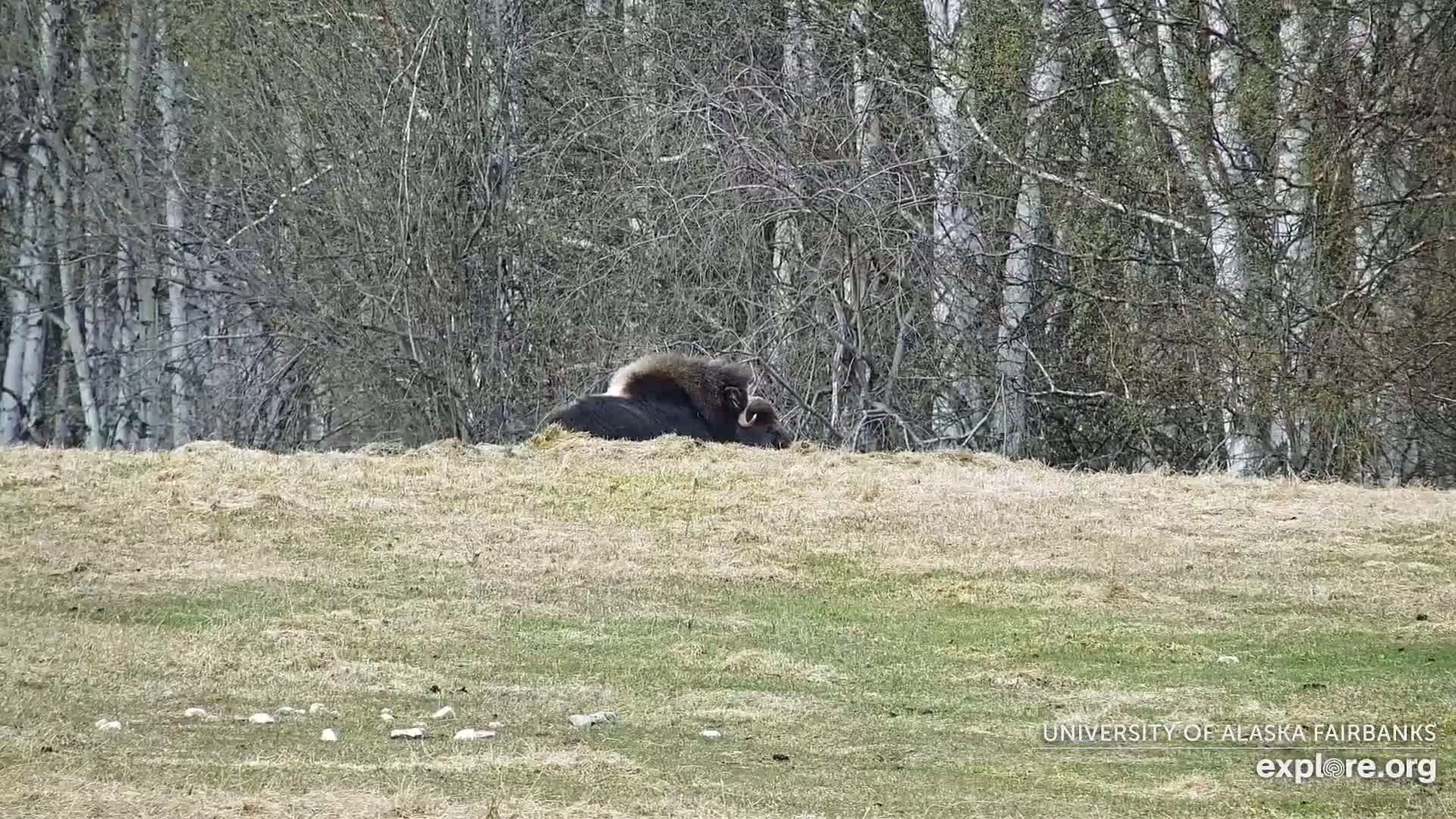 A musk ox lies on a grassy hill in front of a stand of leafless trees.