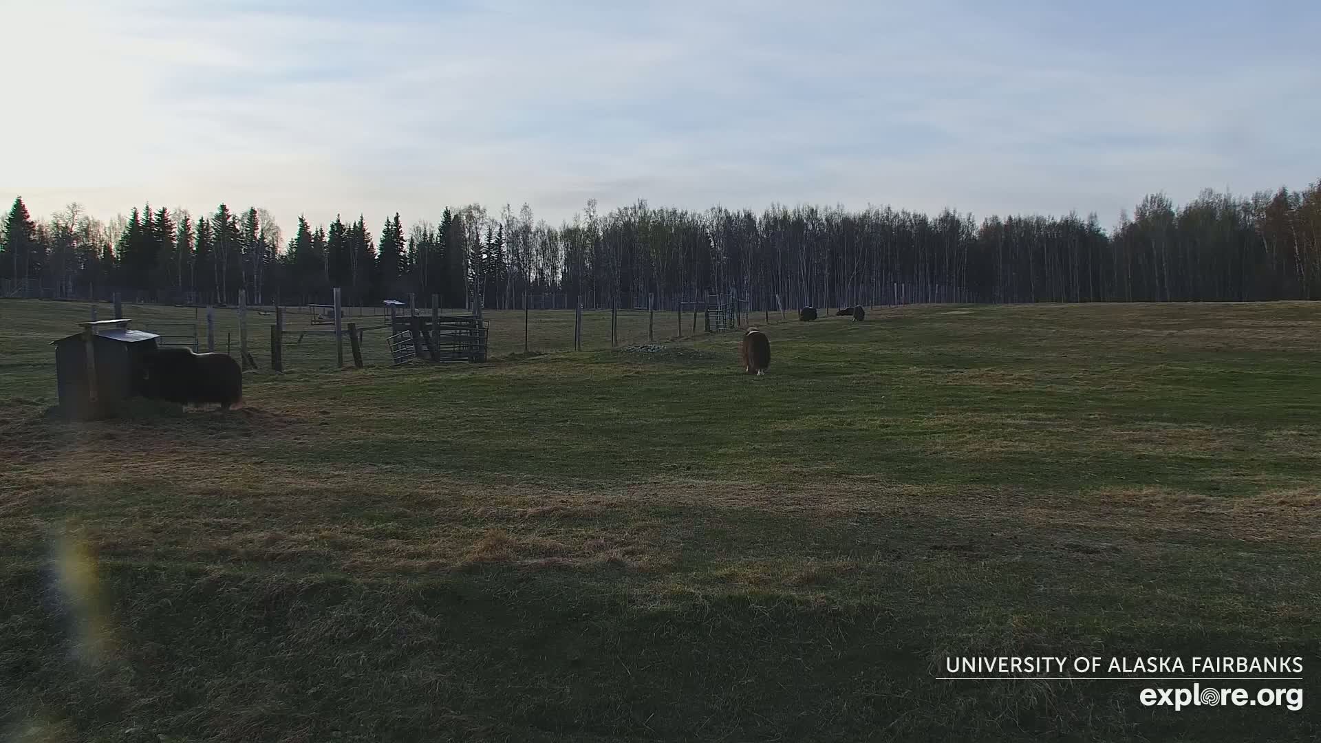 Several dark-colored animals graze in a grassy field under a pale sky, near a wooden enclosure and a line of trees in the background.