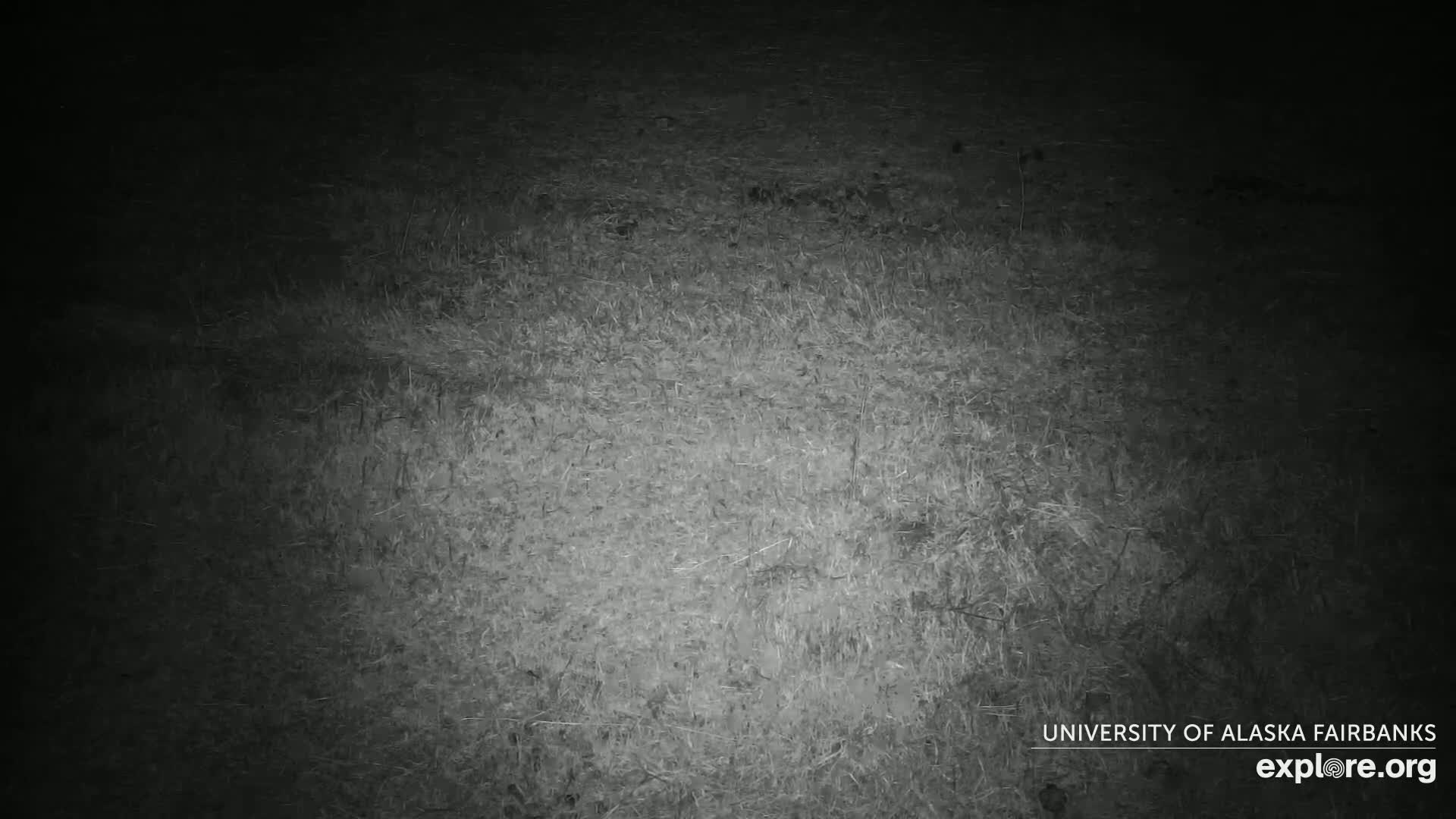 A low-light grayscale image shows a patch of short, sparse grass.