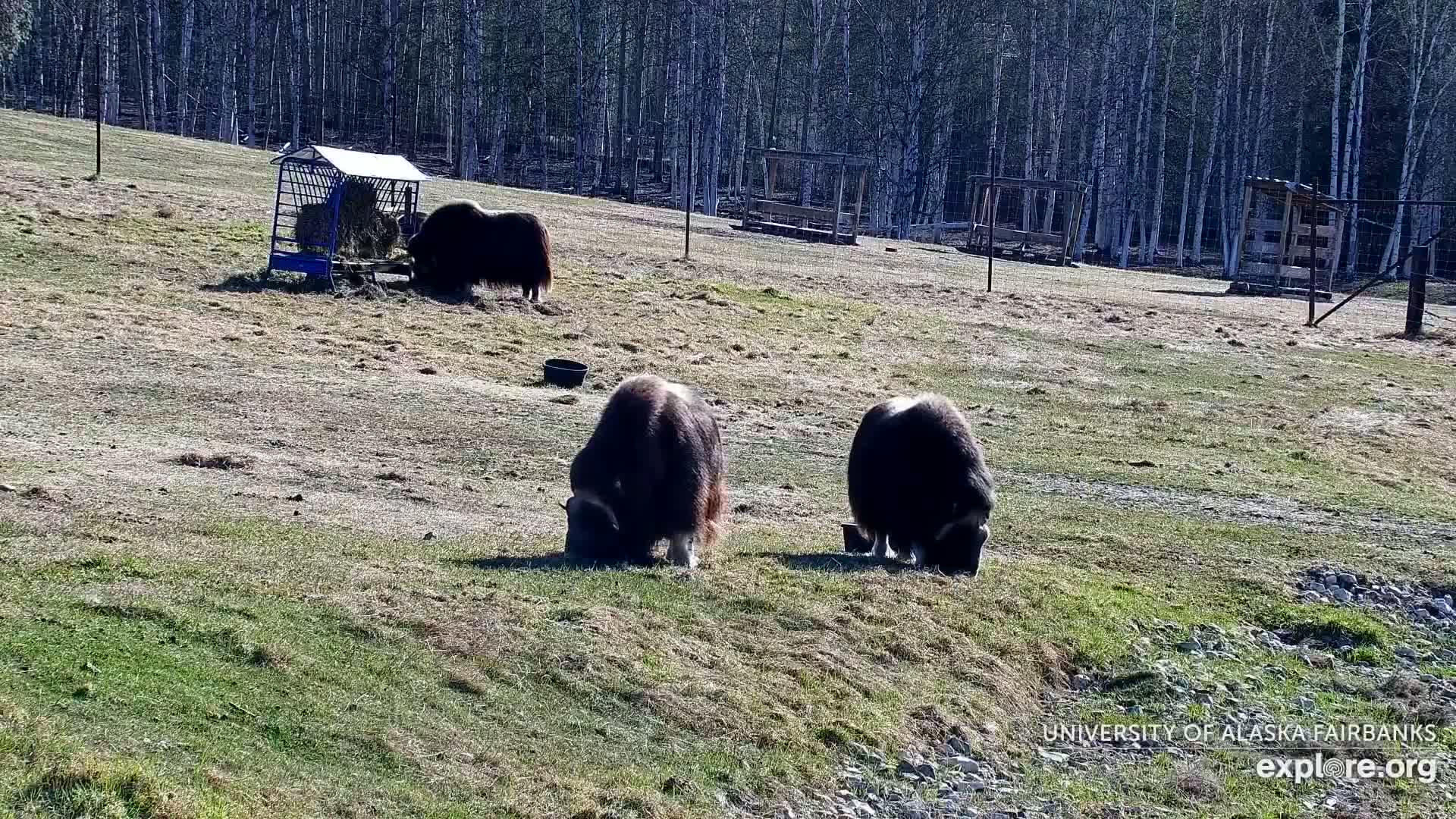 Three musk oxen graze on a grassy hillside under a sunny sky, near a hay feeder and wooden structures.