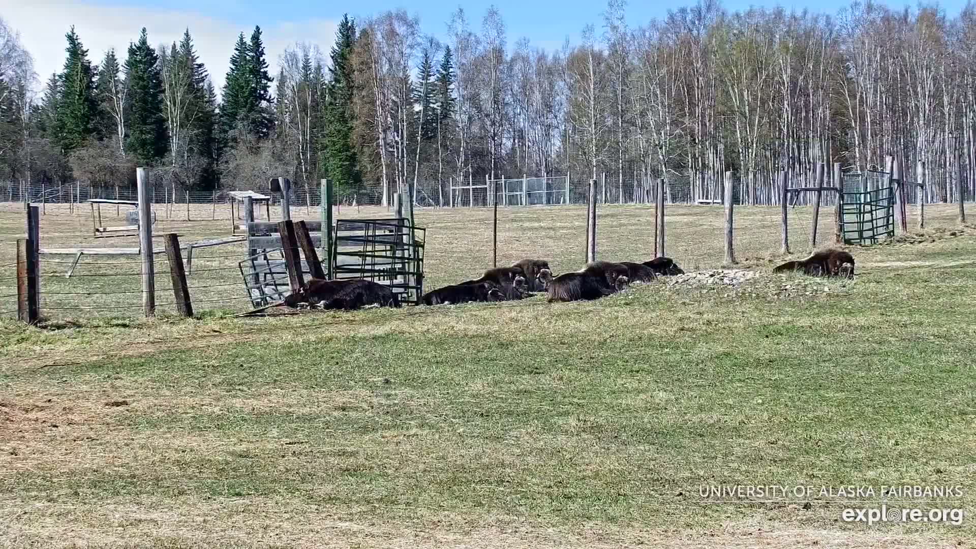A herd of musk oxen lies resting in a grassy enclosure behind a wire fence on a sunny day, with a forest of deciduous and coniferous trees in the background.