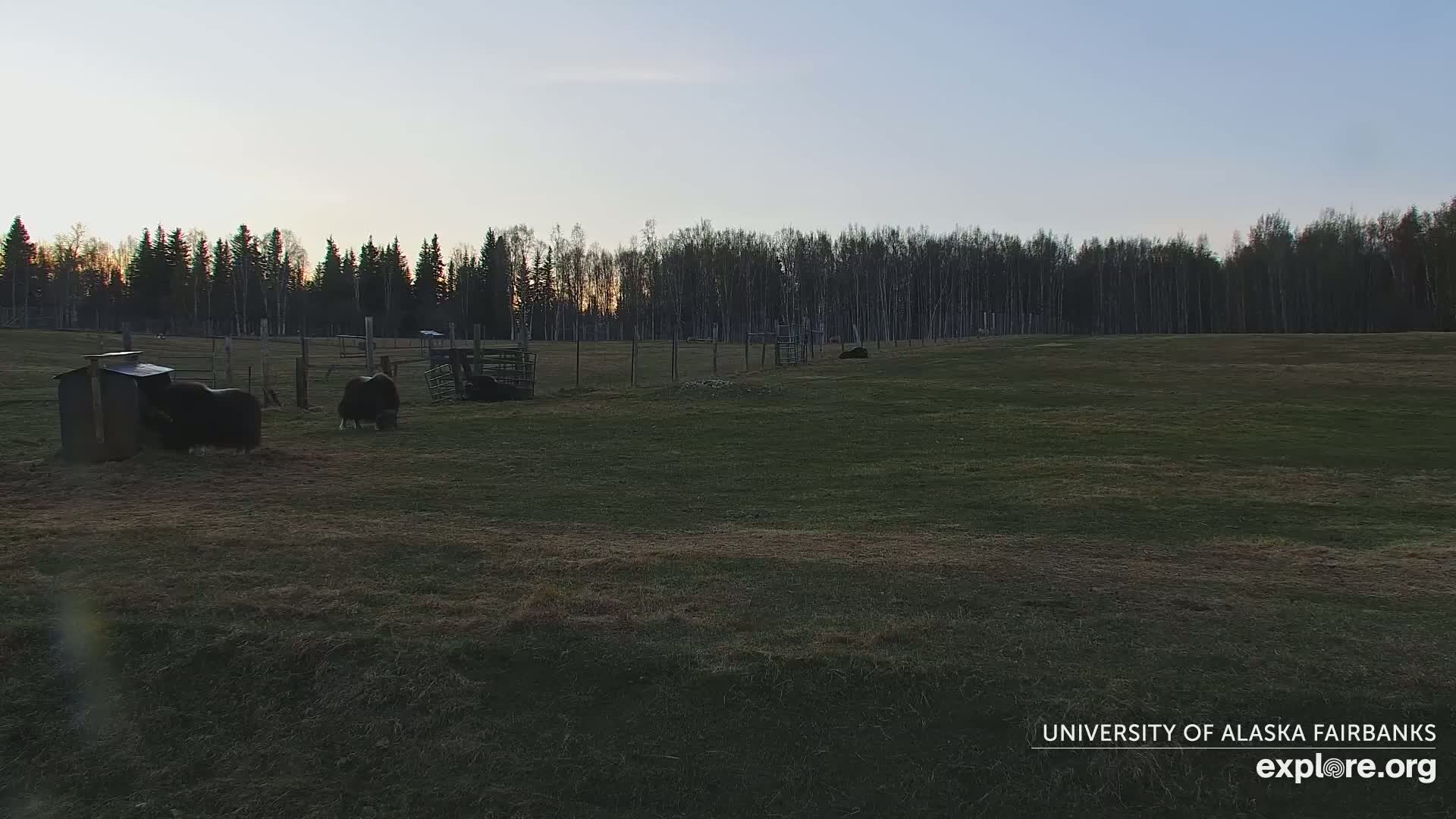 Two dark-colored animals are in a grassy field enclosed by a fence, near some structures, under a twilight sky.