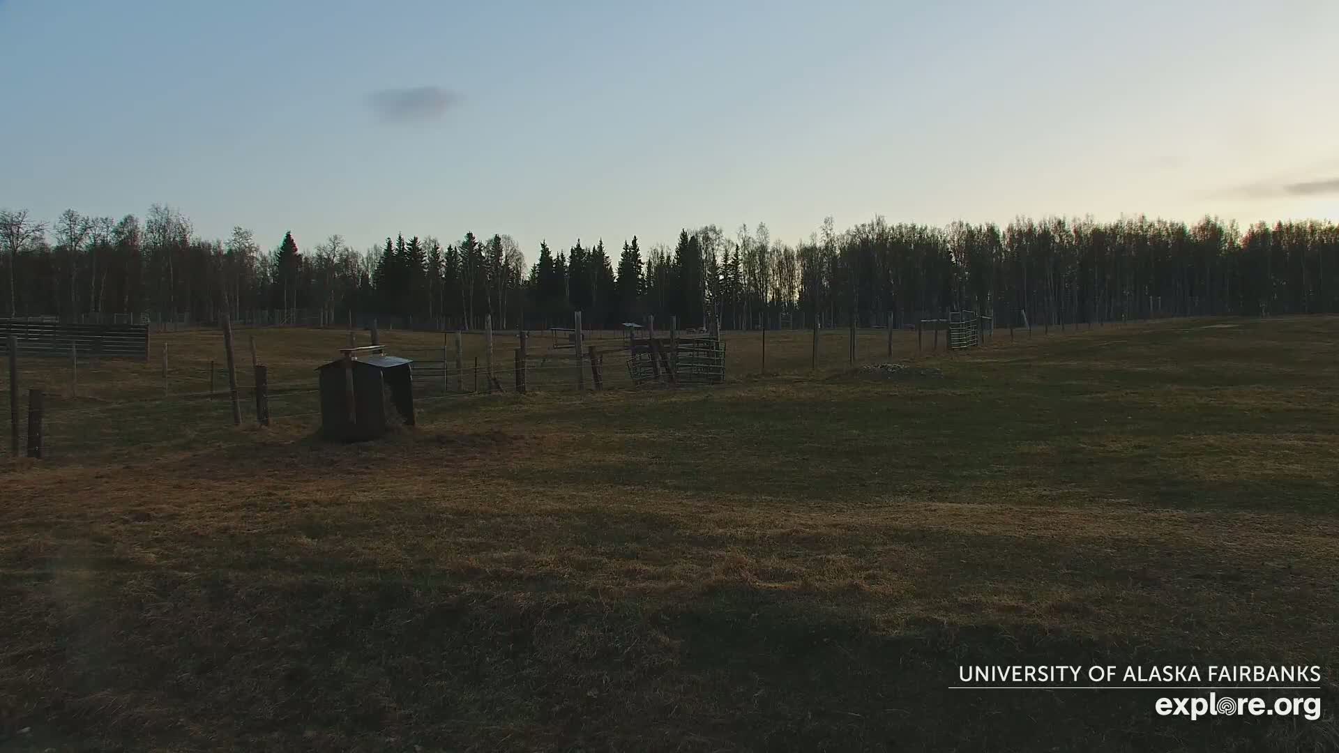 A grassy field enclosed by a wire fence, containing several small animal pens and a small shed, is bordered by a line of trees under a clear, twilight sky.