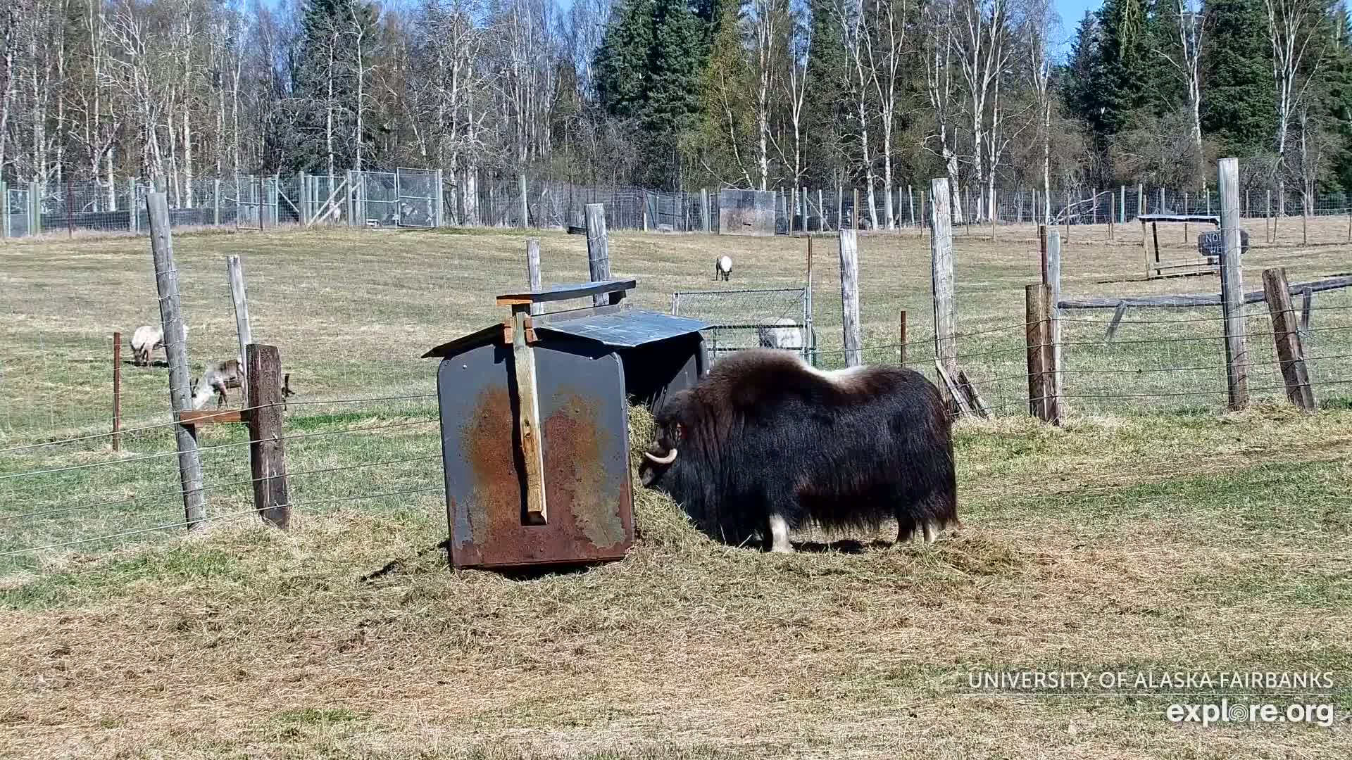 A musk ox eats from a hay feeder in a grassy, fenced enclosure on a sunny day, with other animals visible in the background.
