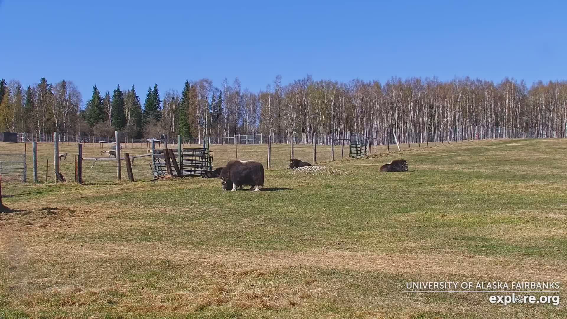 Several musk oxen graze and rest in a grassy enclosure, under a clear blue sky, backed by a line of trees.