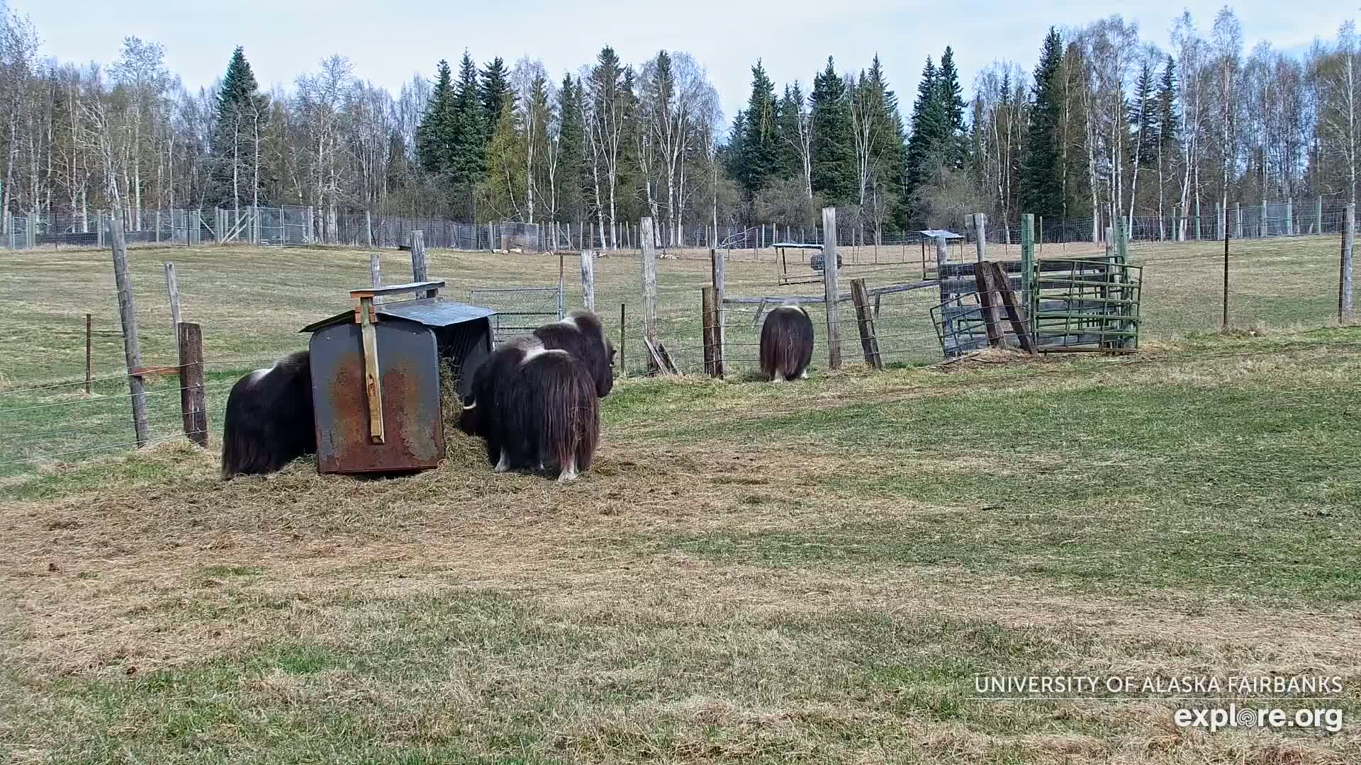 Several musk oxen are eating hay from a metal feeder in a grassy enclosure surrounded by a fence and trees under a clear sky.