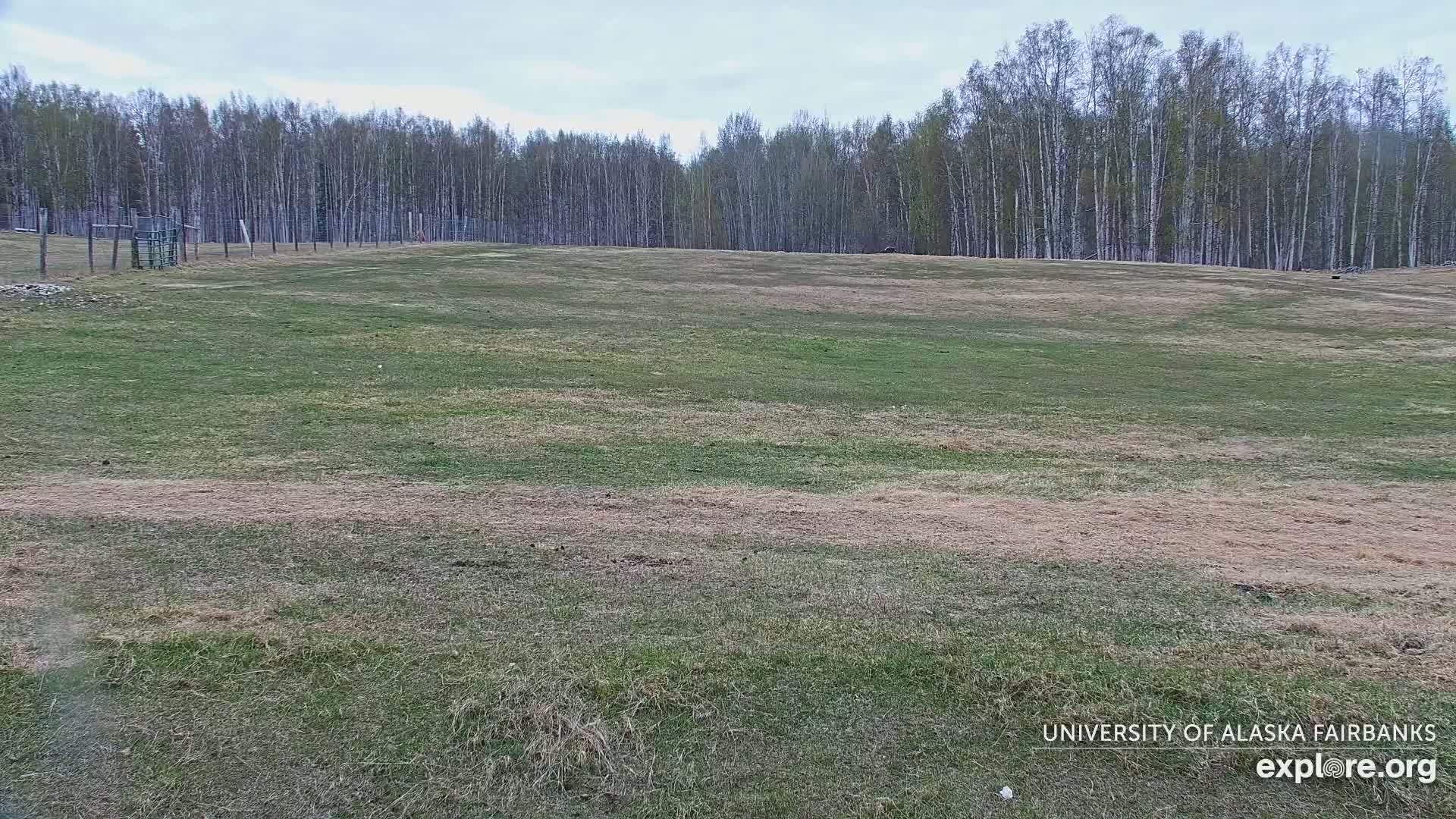 A large, mostly grassy field with patches of brown grass extends to a line of trees under a cloudy sky.