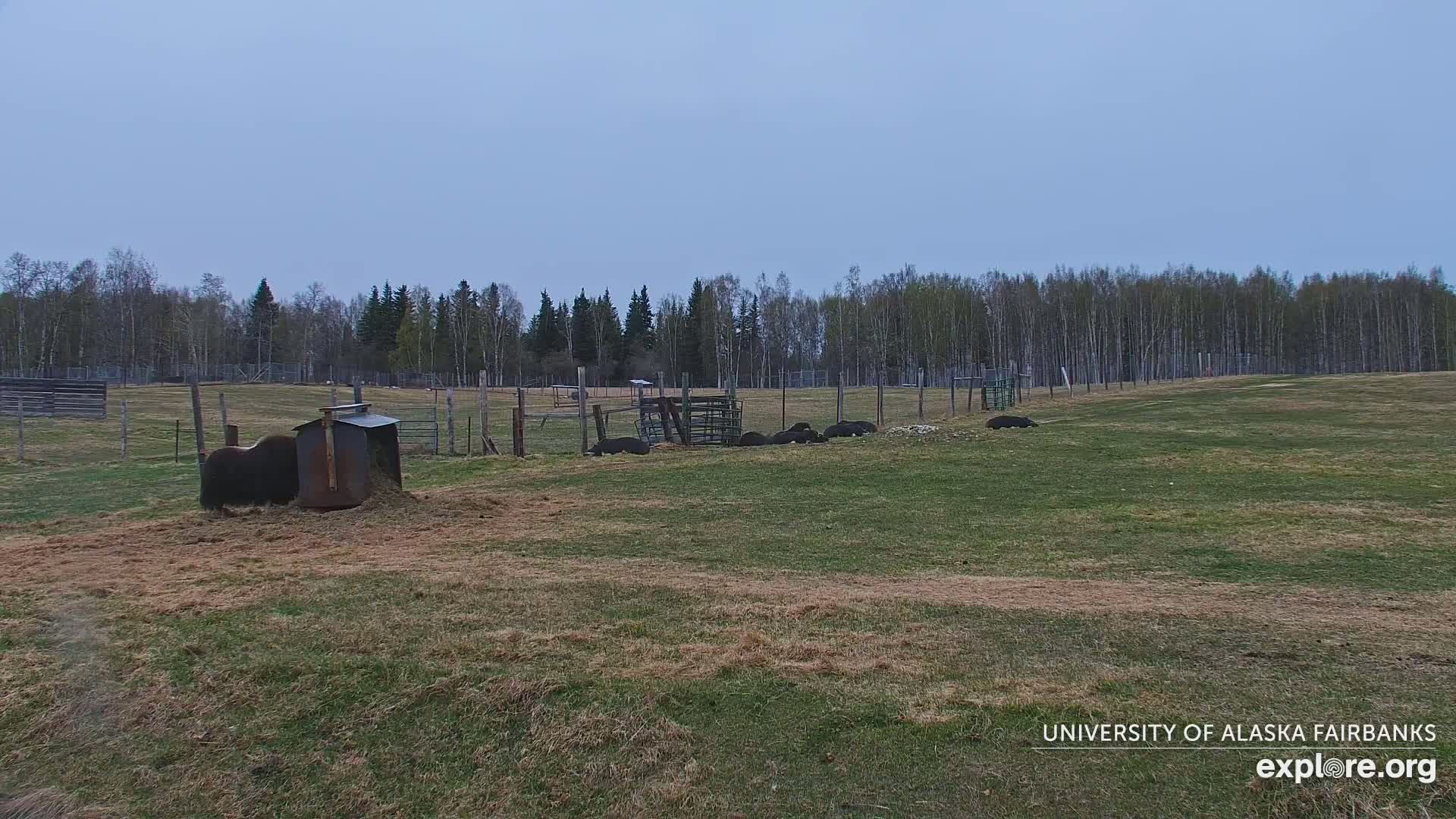 University of Alaska Fairbanks Large Animal Research Station Musk Ox Farm Live Cam - Musk Ox, College, Fairbanks North Star, Alaska, USA