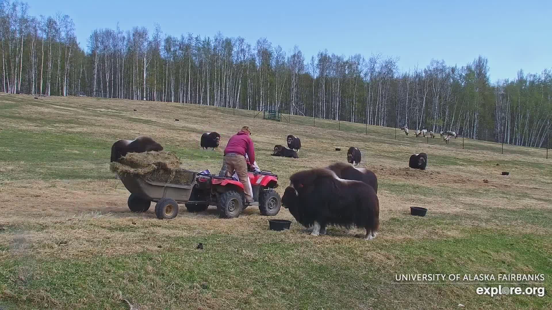 A person on an ATV feeds hay to a herd of musk oxen in a grassy field on a clear, sunny day, with a forest in the background.