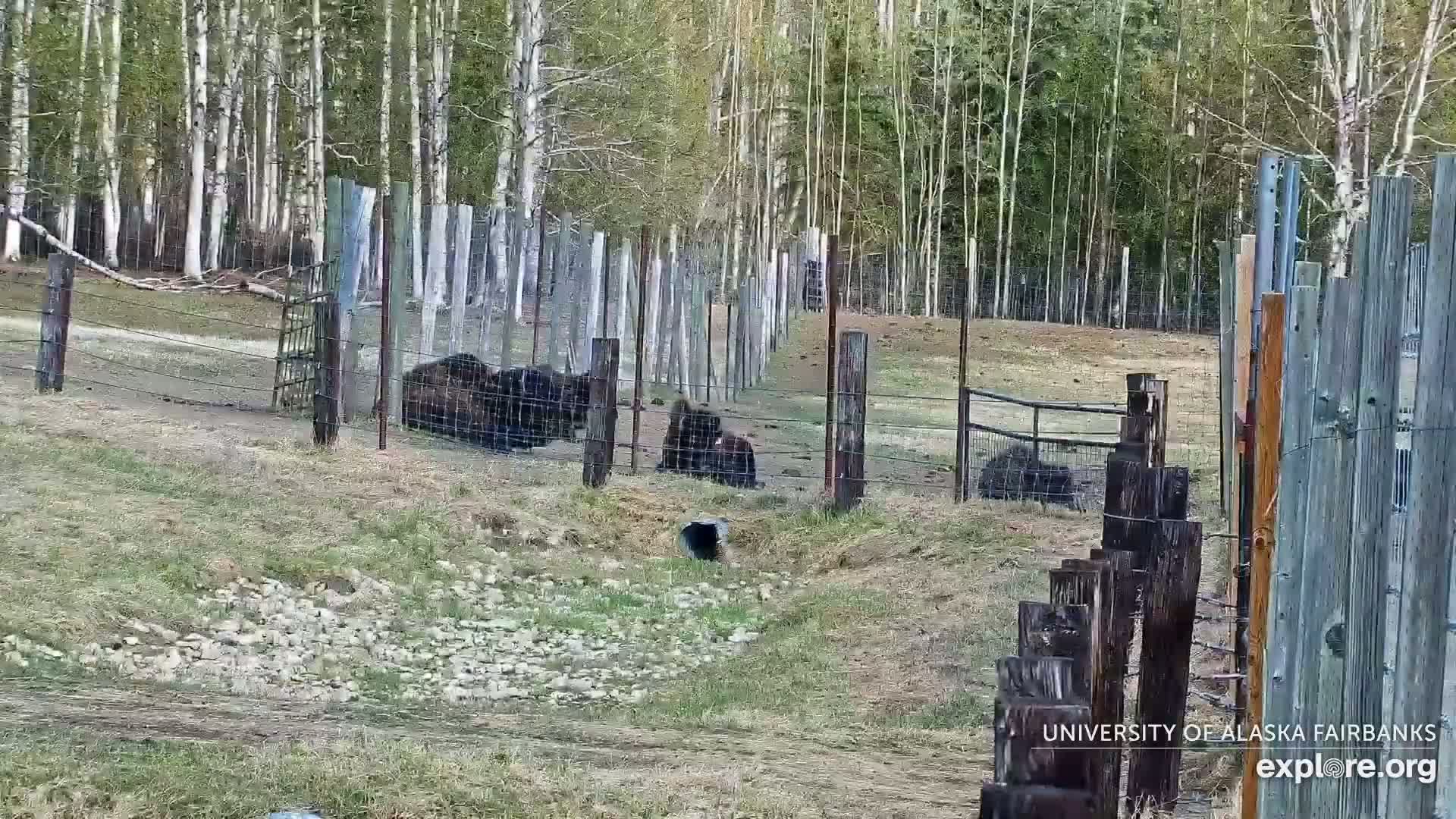 University of Alaska Fairbanks Large Animal Research Station Musk Ox Farm Live Cam - Musk Ox, College, Fairbanks North Star, Alaska, USA