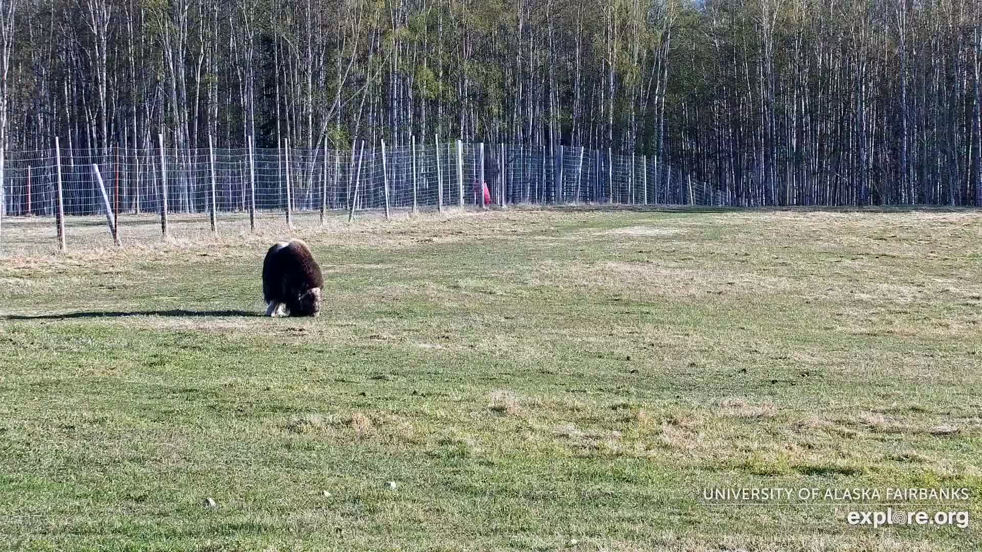 A musk ox grazes in a grassy field enclosed by a wire fence, with a background of trees on a sunny day.