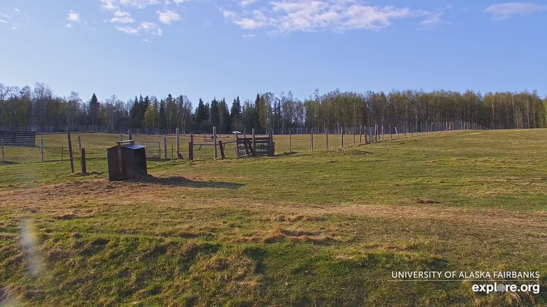 University of Alaska Fairbanks Large Animal Research Station Musk Ox Farm Live Cam - Musk Ox, College, Fairbanks North Star, Alaska, USA