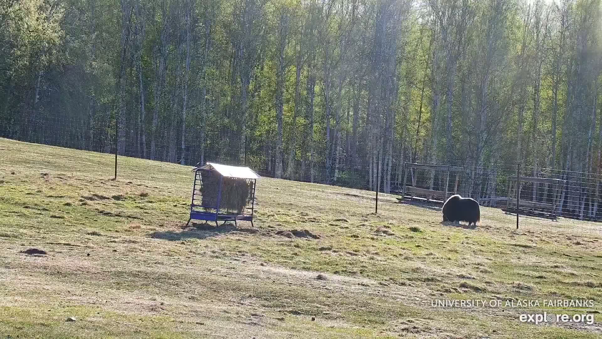 A musk ox grazes in a grassy enclosure bordered by a fence and trees, under bright, sunny conditions.