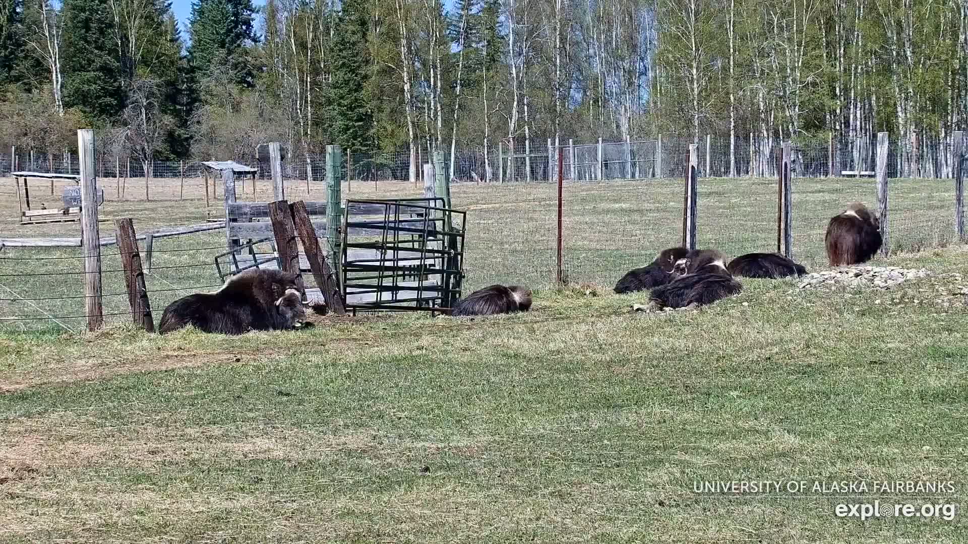 University of Alaska Fairbanks Large Animal Research Station Musk Ox Farm Live Cam - Musk Ox, College, Fairbanks North Star, Alaska, USA