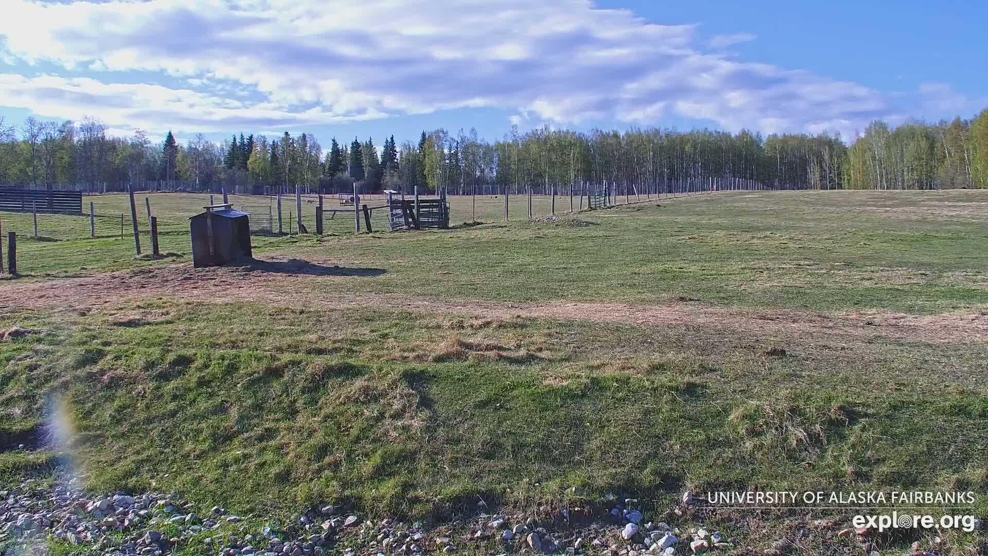 University of Alaska Fairbanks Large Animal Research Station Musk Ox Farm Live Cam - Musk Ox, College, Fairbanks North Star, Alaska, USA