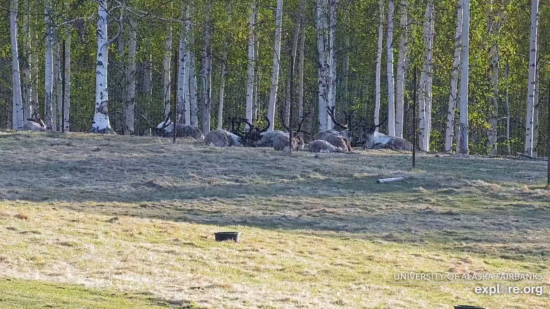 A herd of reindeer rests in a grassy field enclosed by a fence behind a stand of birch trees.