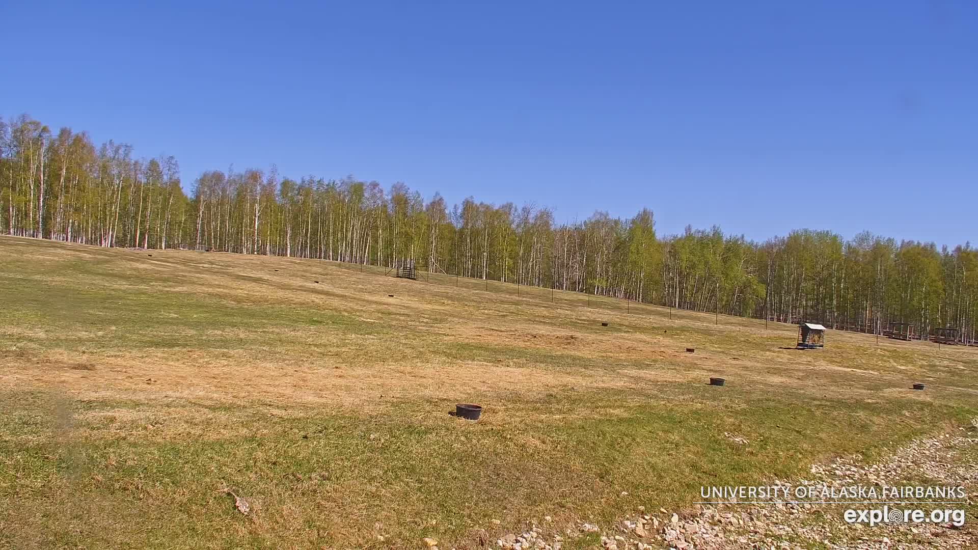 University of Alaska Fairbanks Large Animal Research Station Musk Ox Farm Live Cam - Musk Ox, College, Fairbanks North Star, Alaska, USA